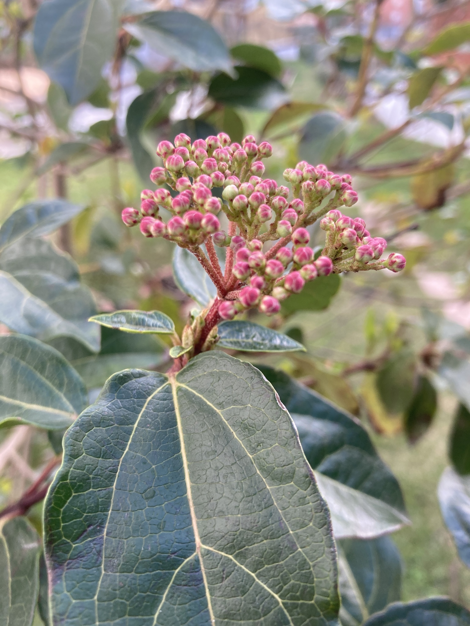 Photo of Laurustinus viburnum (10/12)