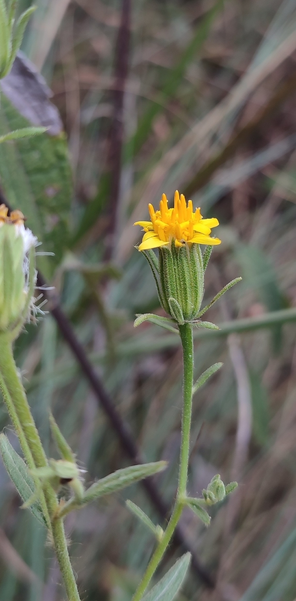 Photo of Trixis glutinosa (12/12)