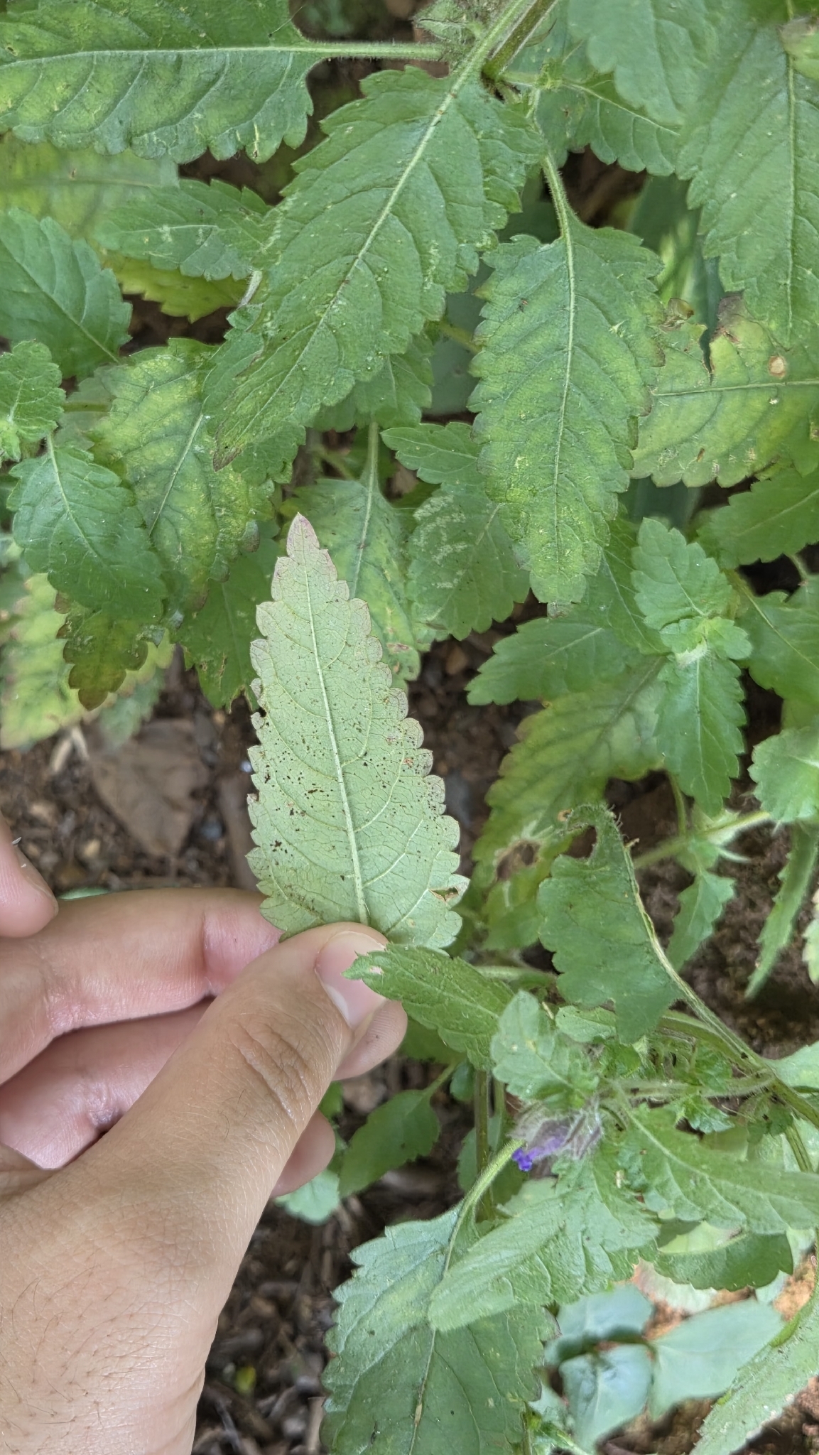 Photo of Plantae (3/8)