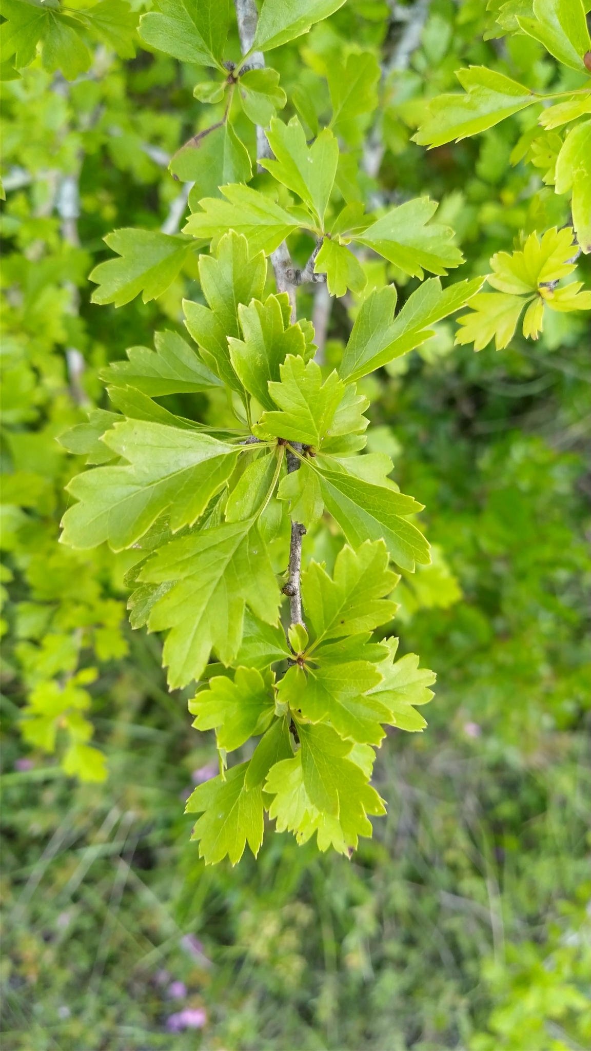 Photo of common hawthorn (8/12)