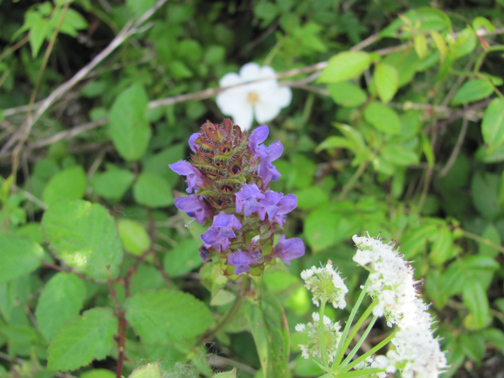 Photo of common selfheal (8/12)