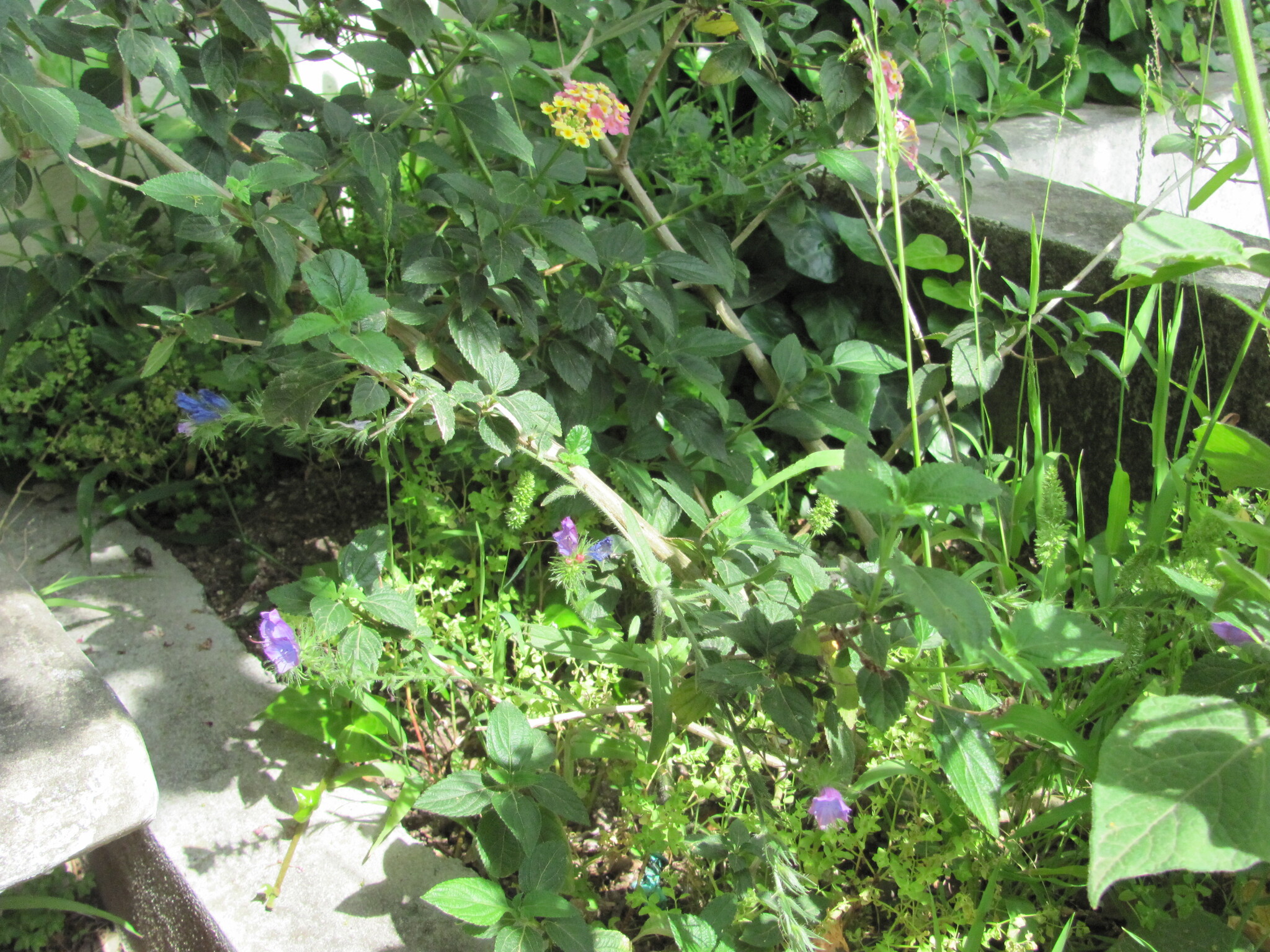 Photo of purple viper's-bugloss (1/12)