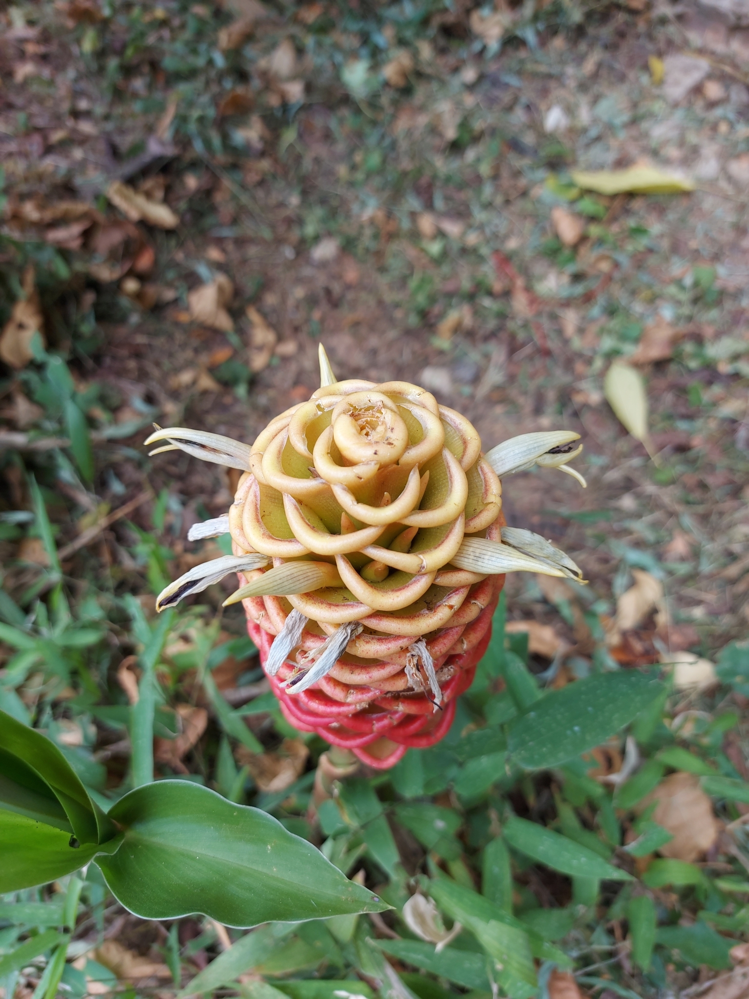 Photo of beehive ginger (5/6)