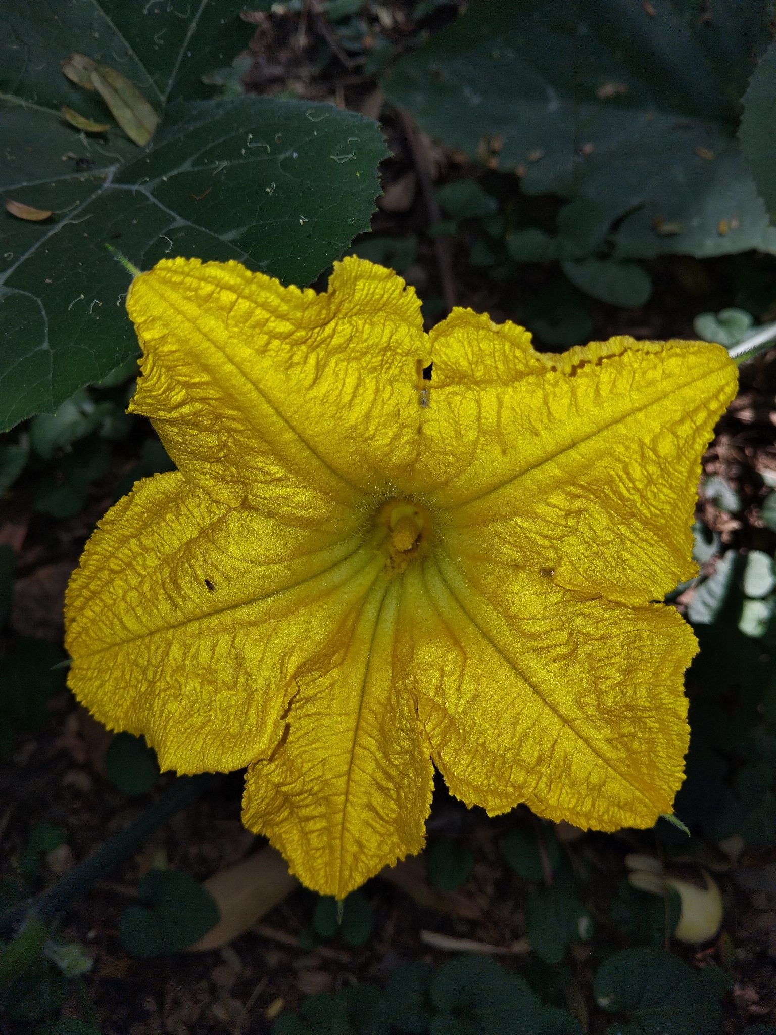Photo of Cucurbita (1/7)