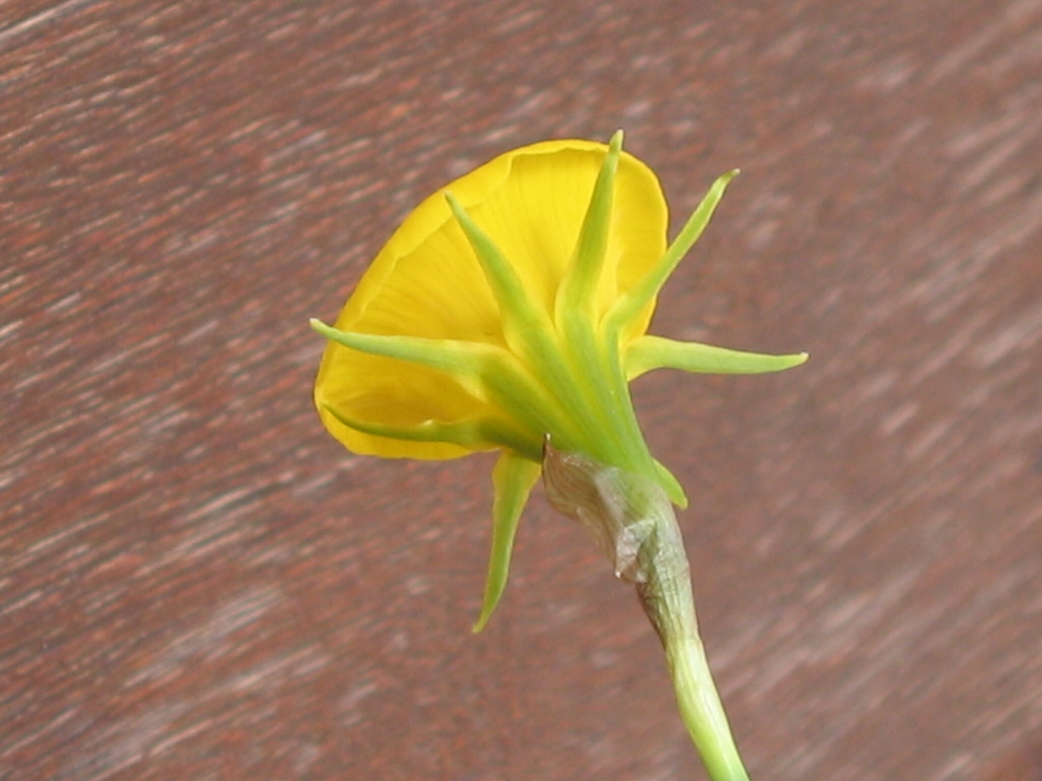 Photo of hoop-petticoat daffodil (5/12)