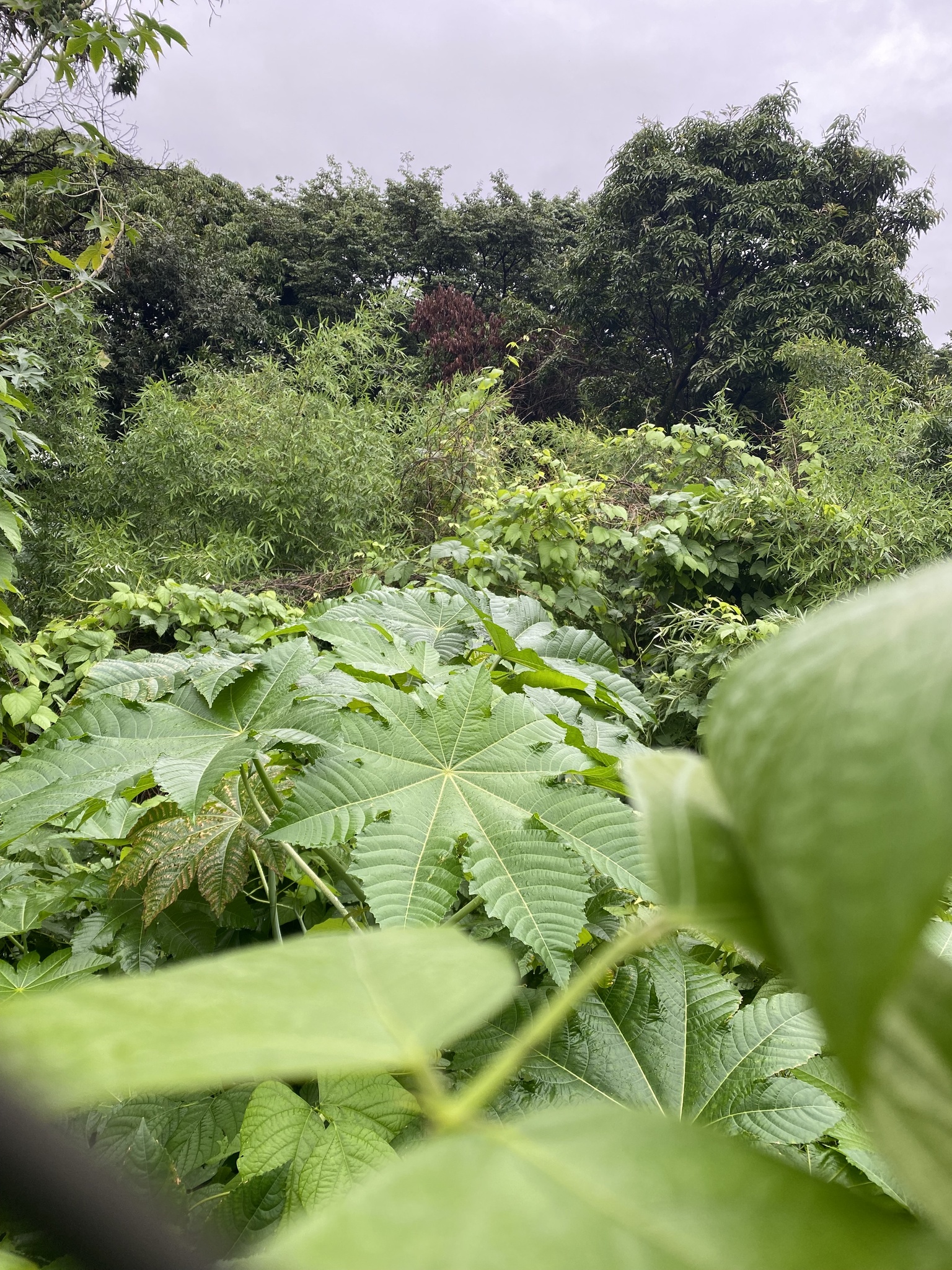 Photo of castor bean (12/12)
