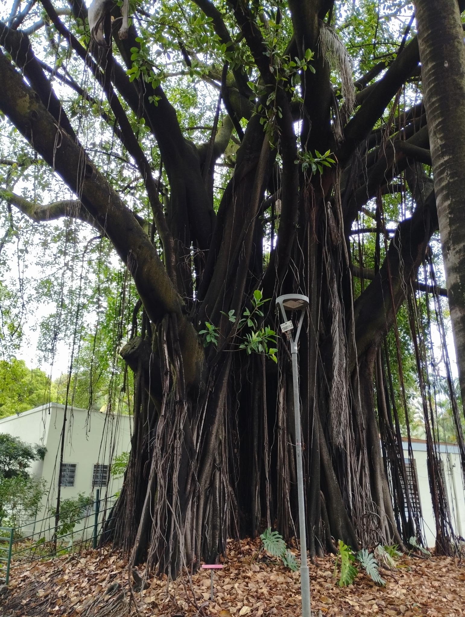 Photo of rubber plant (6/10)