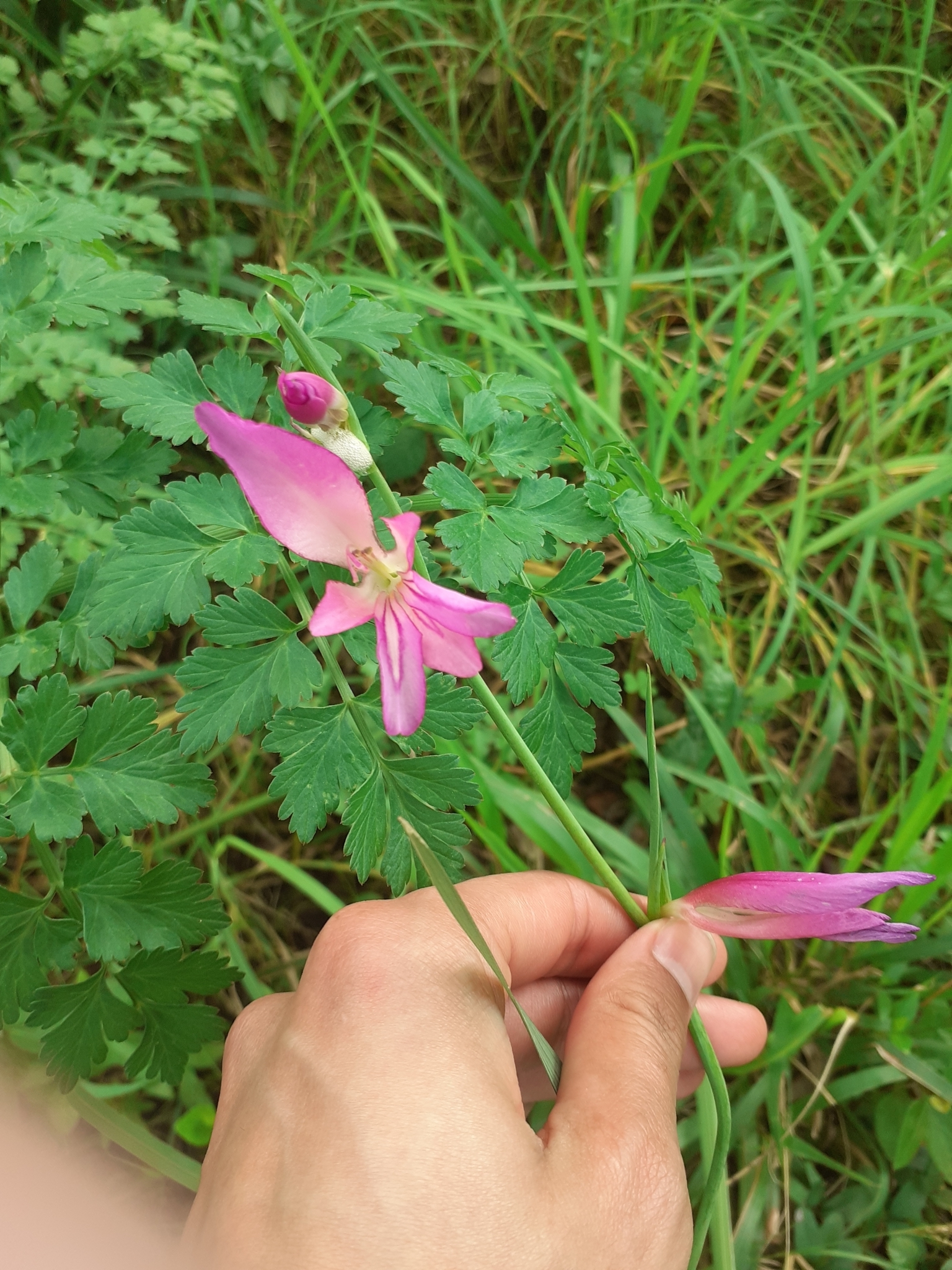 Photo of Field Gladiolus (6/12)