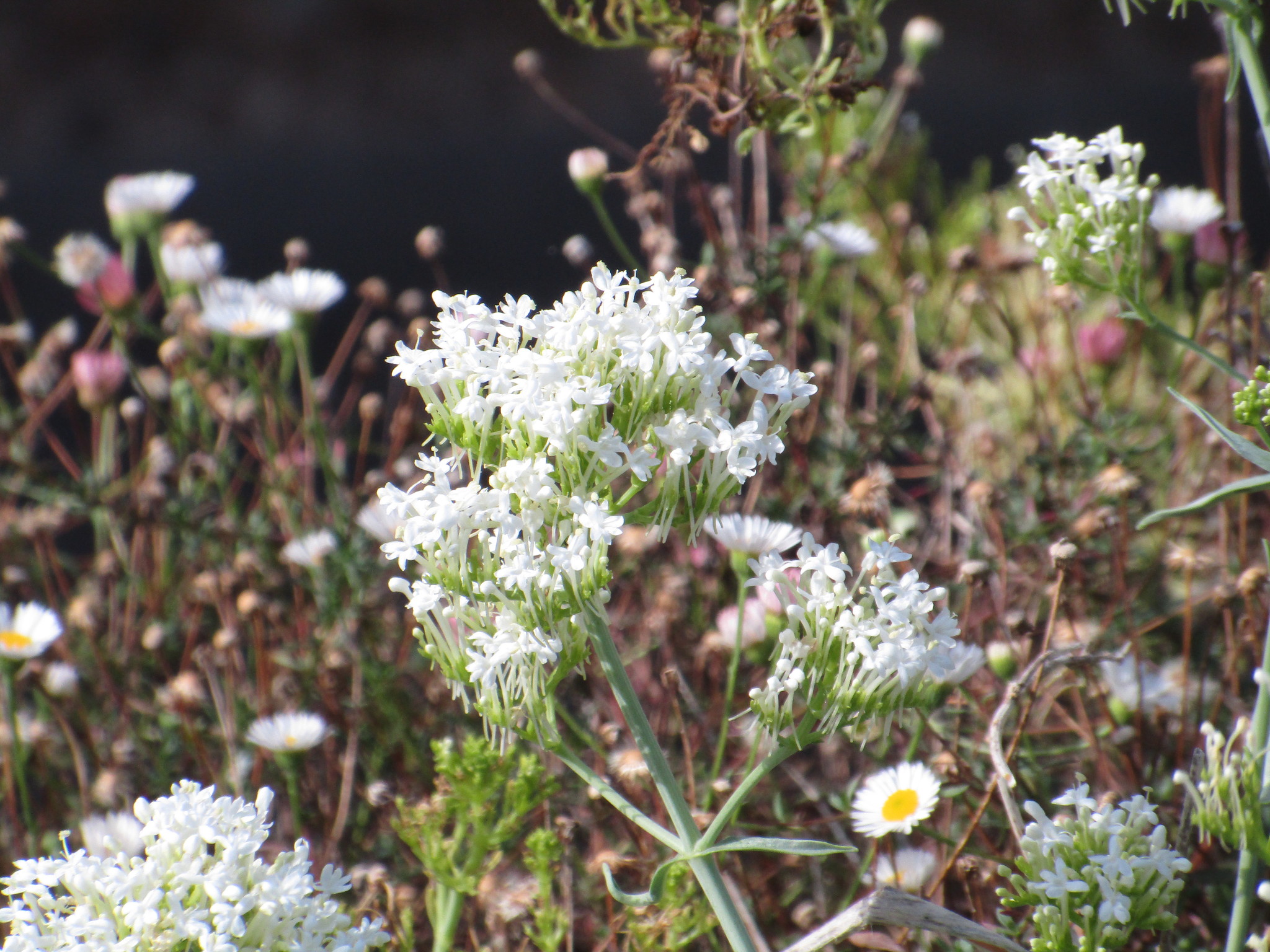 Photo of Red Valerian (3/9)