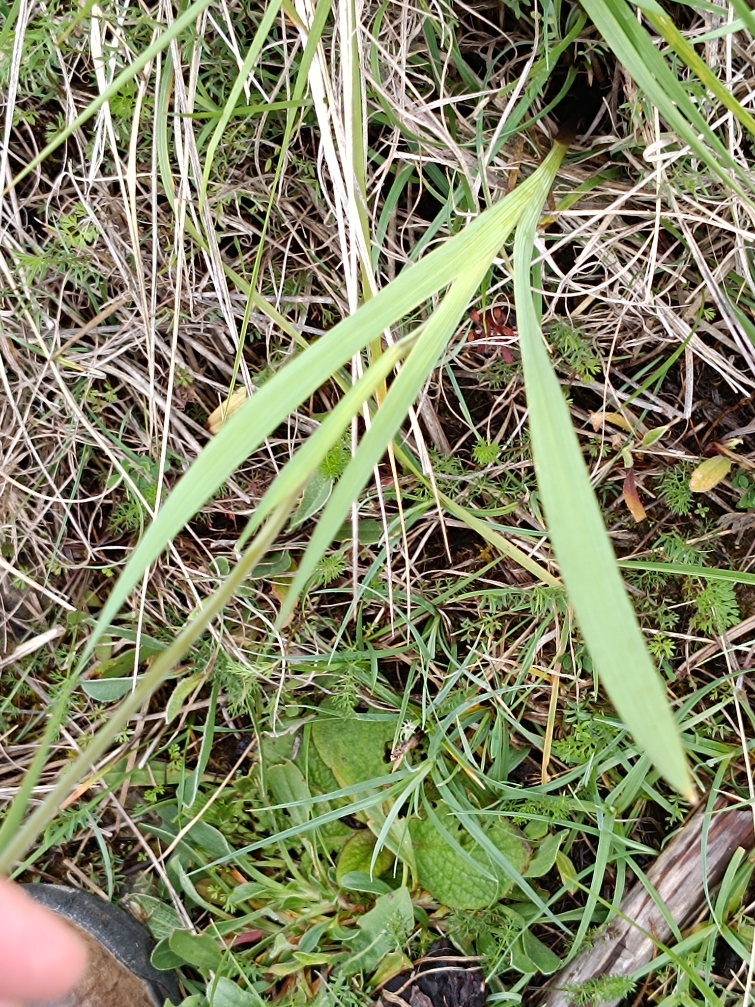 Photo of Field Gladiolus (9/12)