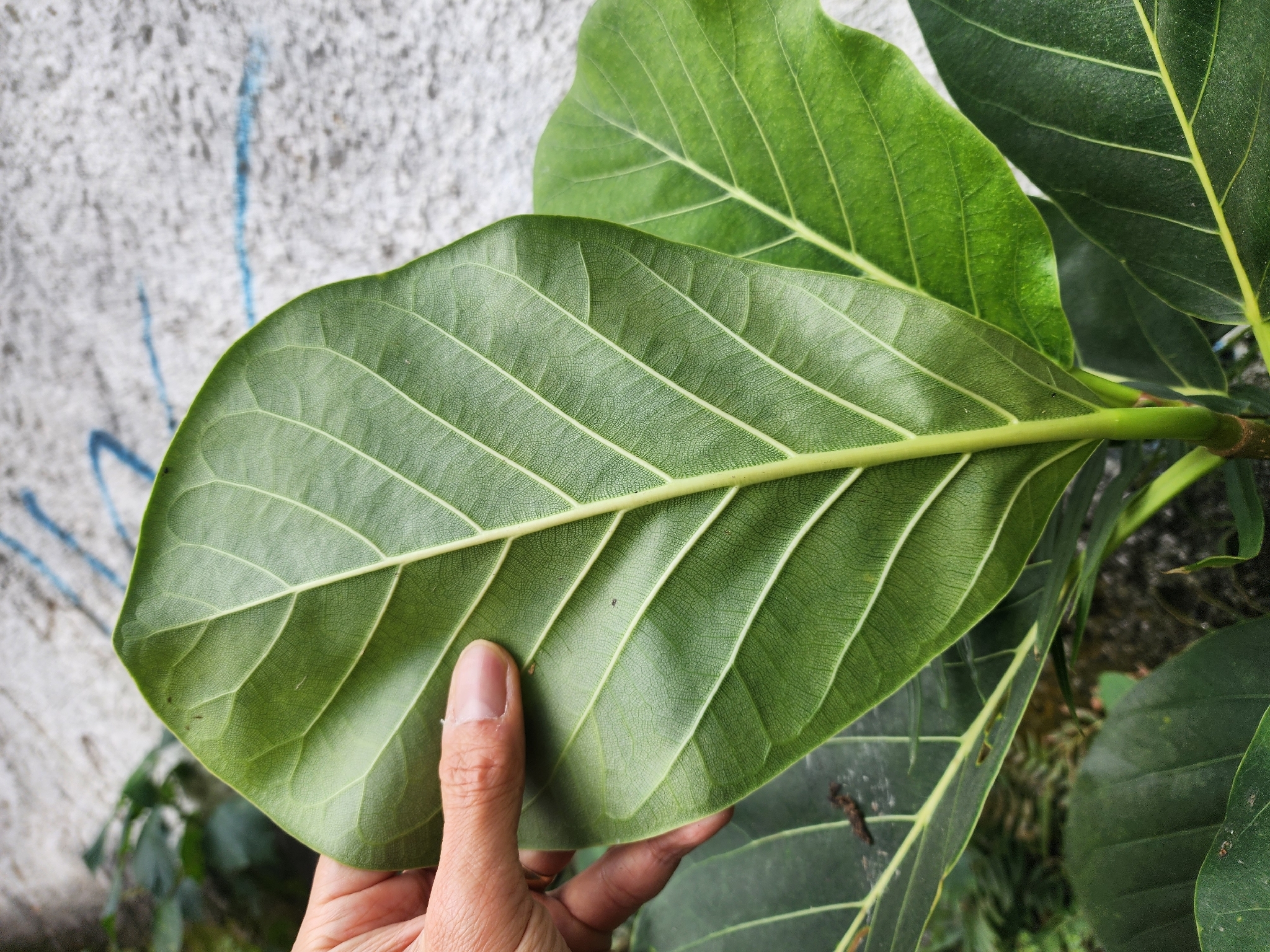 Photo of Ficus obtusifolia (2/11)