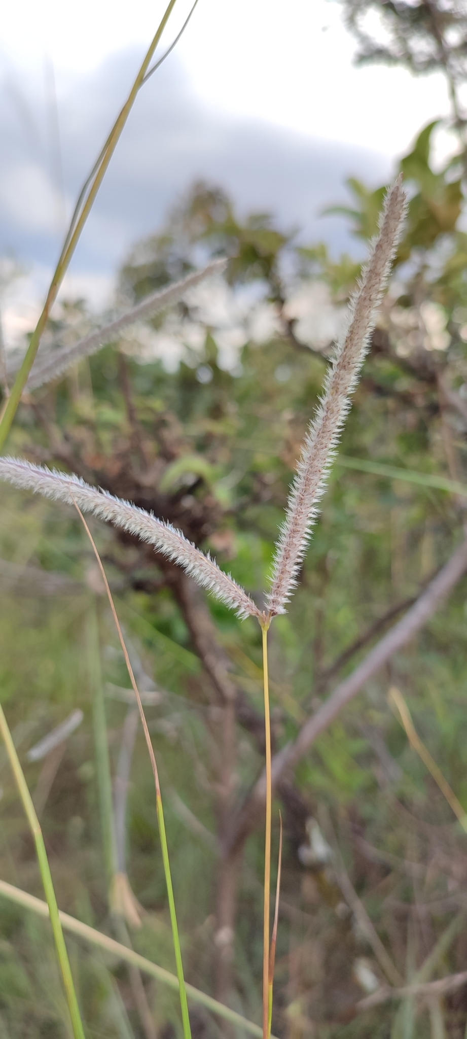 Photo of Paspalum eucomum (11/12)