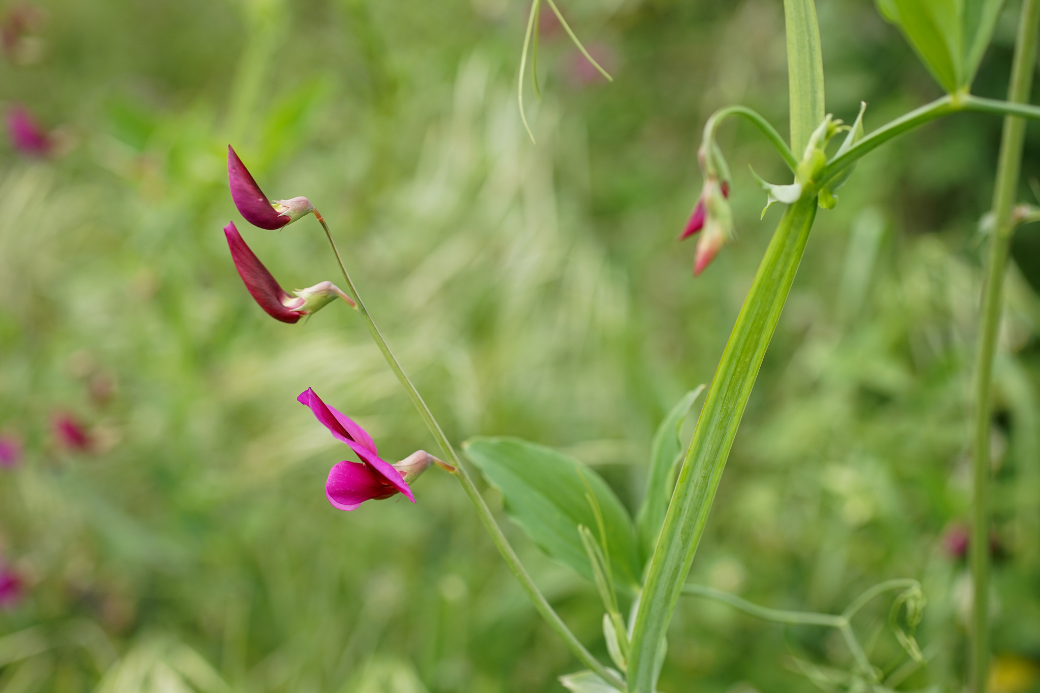 Photo of Tangier Pea (4/11)