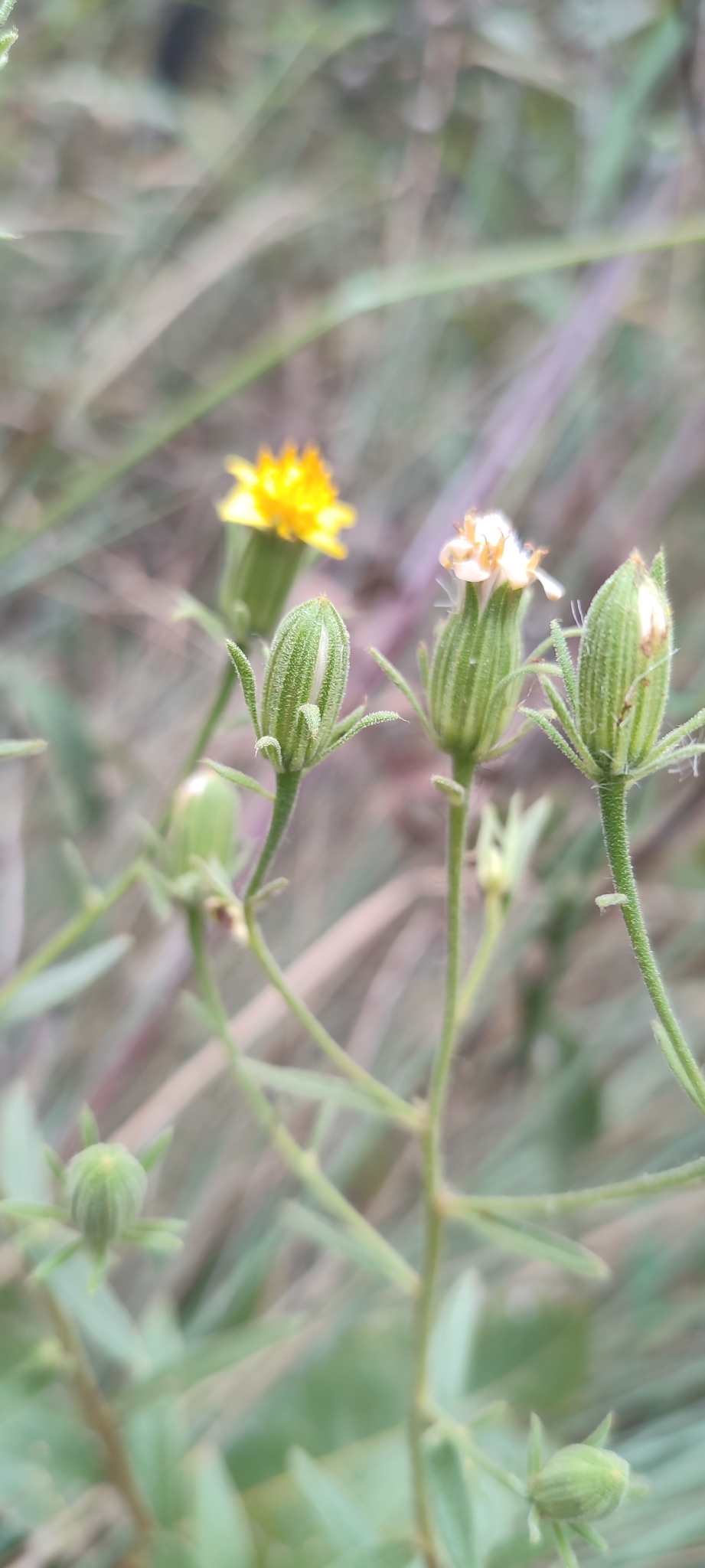 Photo of Trixis glutinosa (7/12)