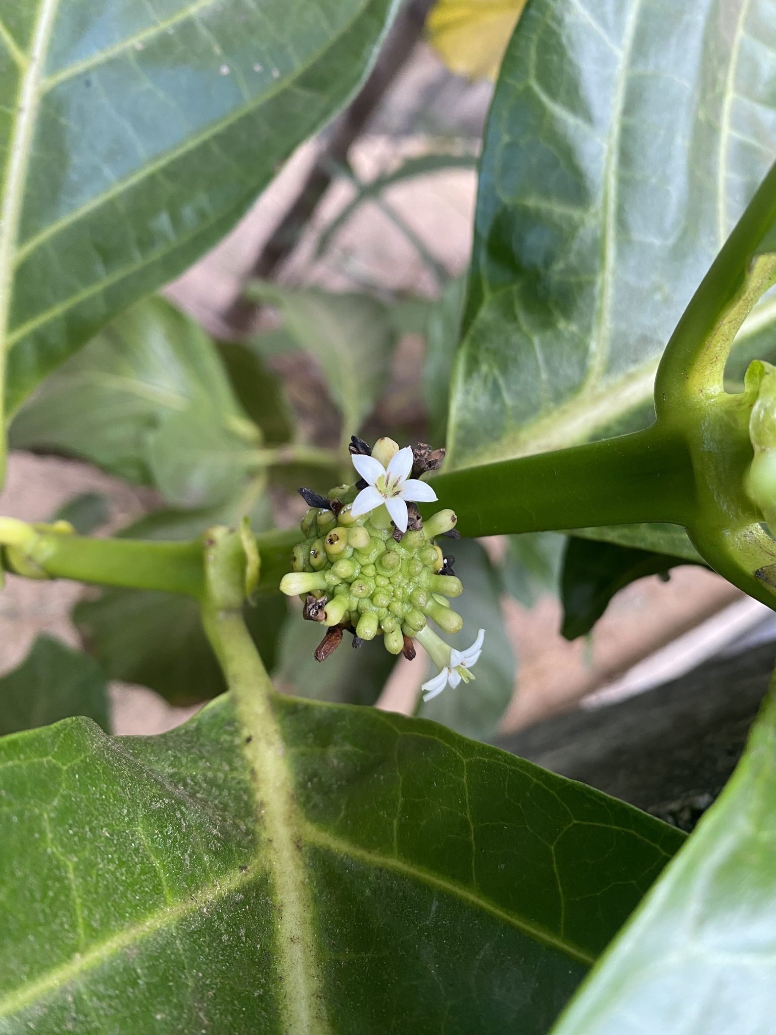 Photo of Noni (2/8)