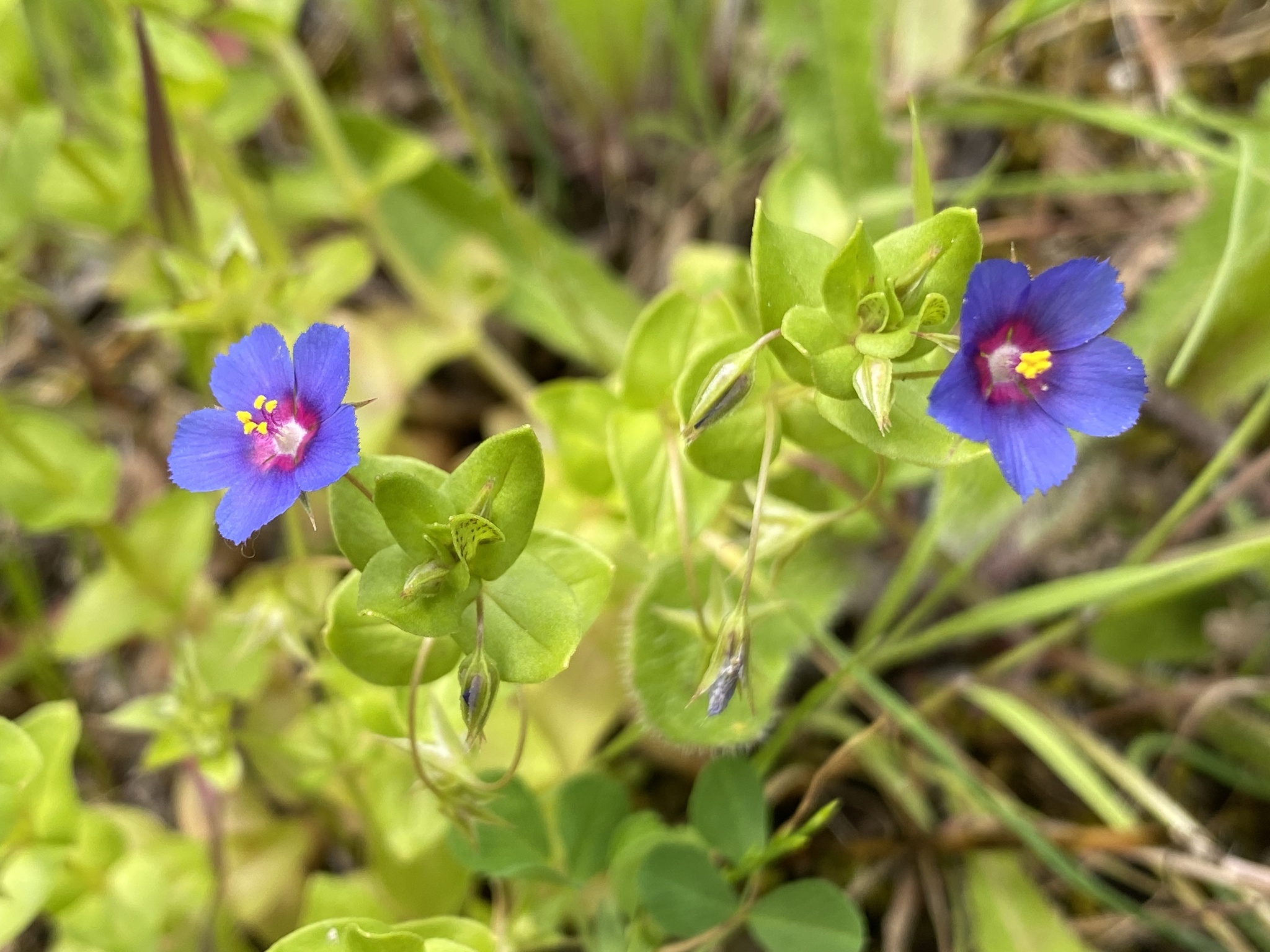 Photo of Blue Scarlet Pimpernel (12/12)