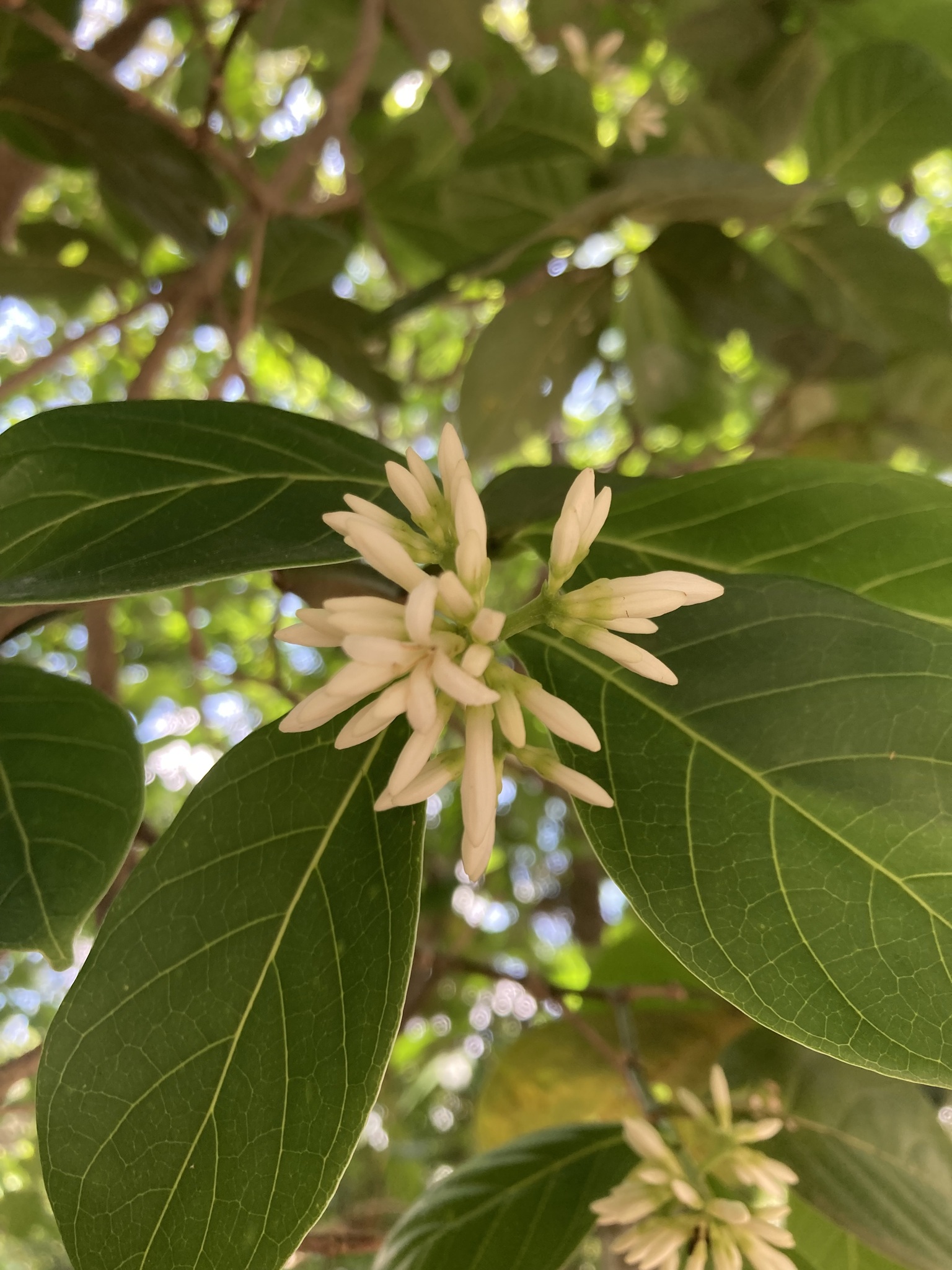 Photo of Coussarea hydrangeifolia (2/9)