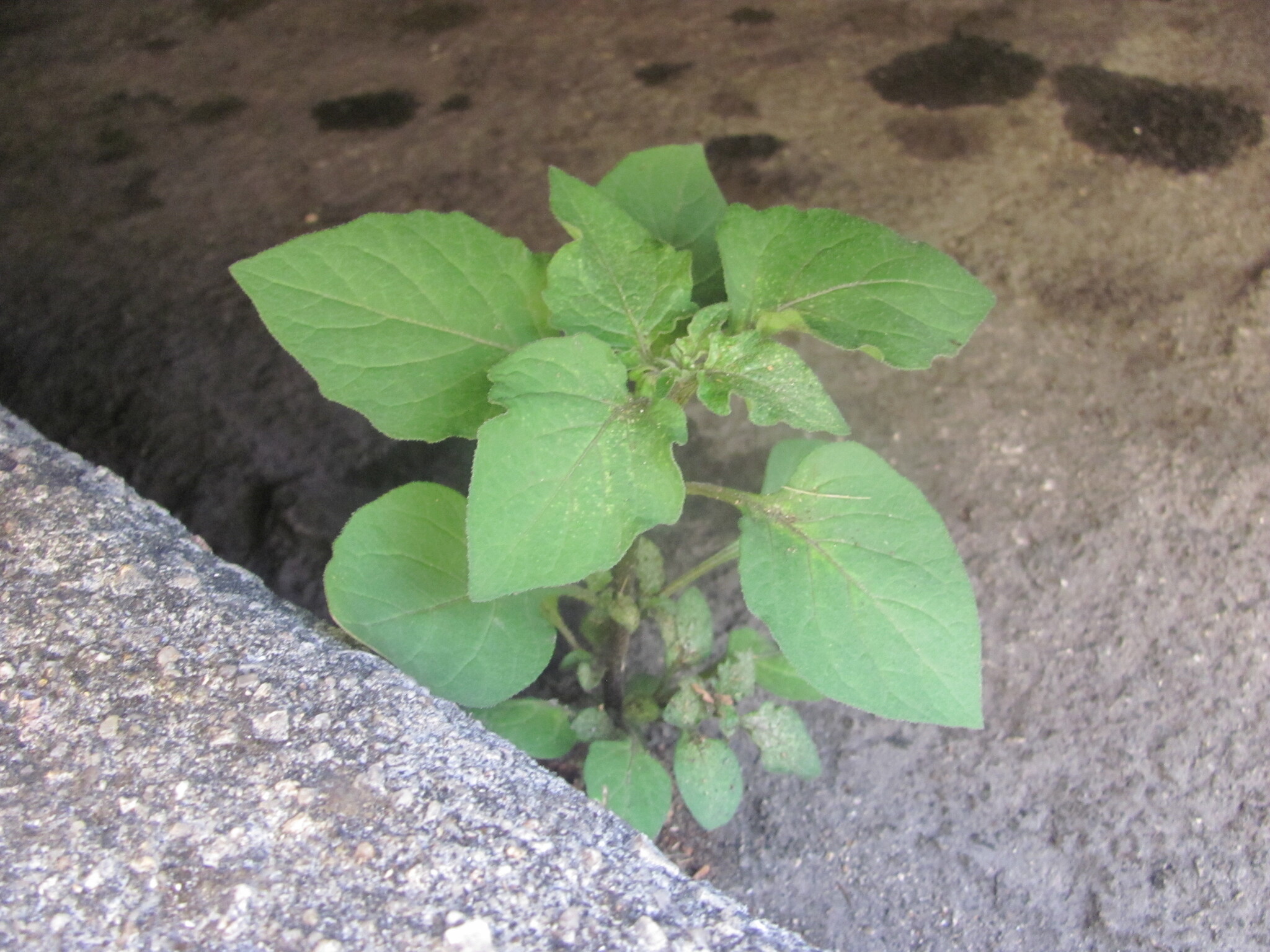 Photo of black nightshade (3/12)