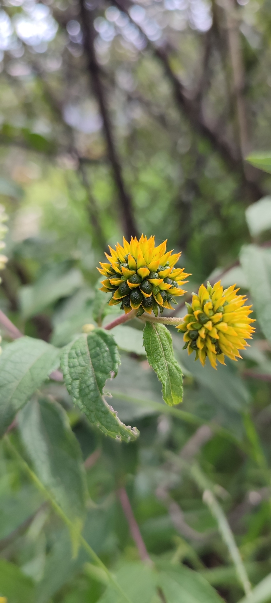 Photo of Tilesia baccata (2/10)