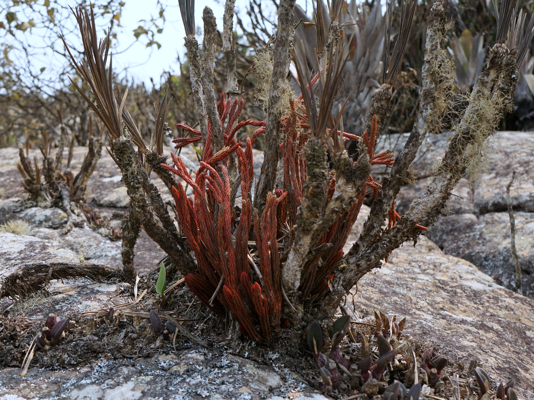 Photo of Phlegmariurus ruber (5/12)