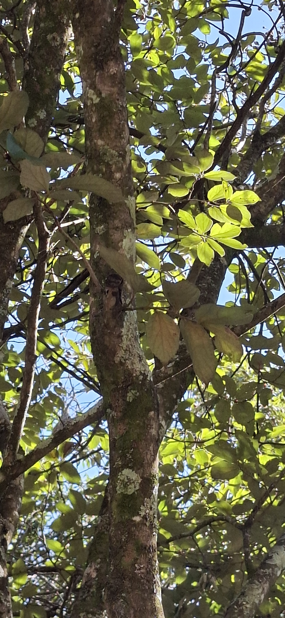 Photo of Luehea divaricata (8/12)