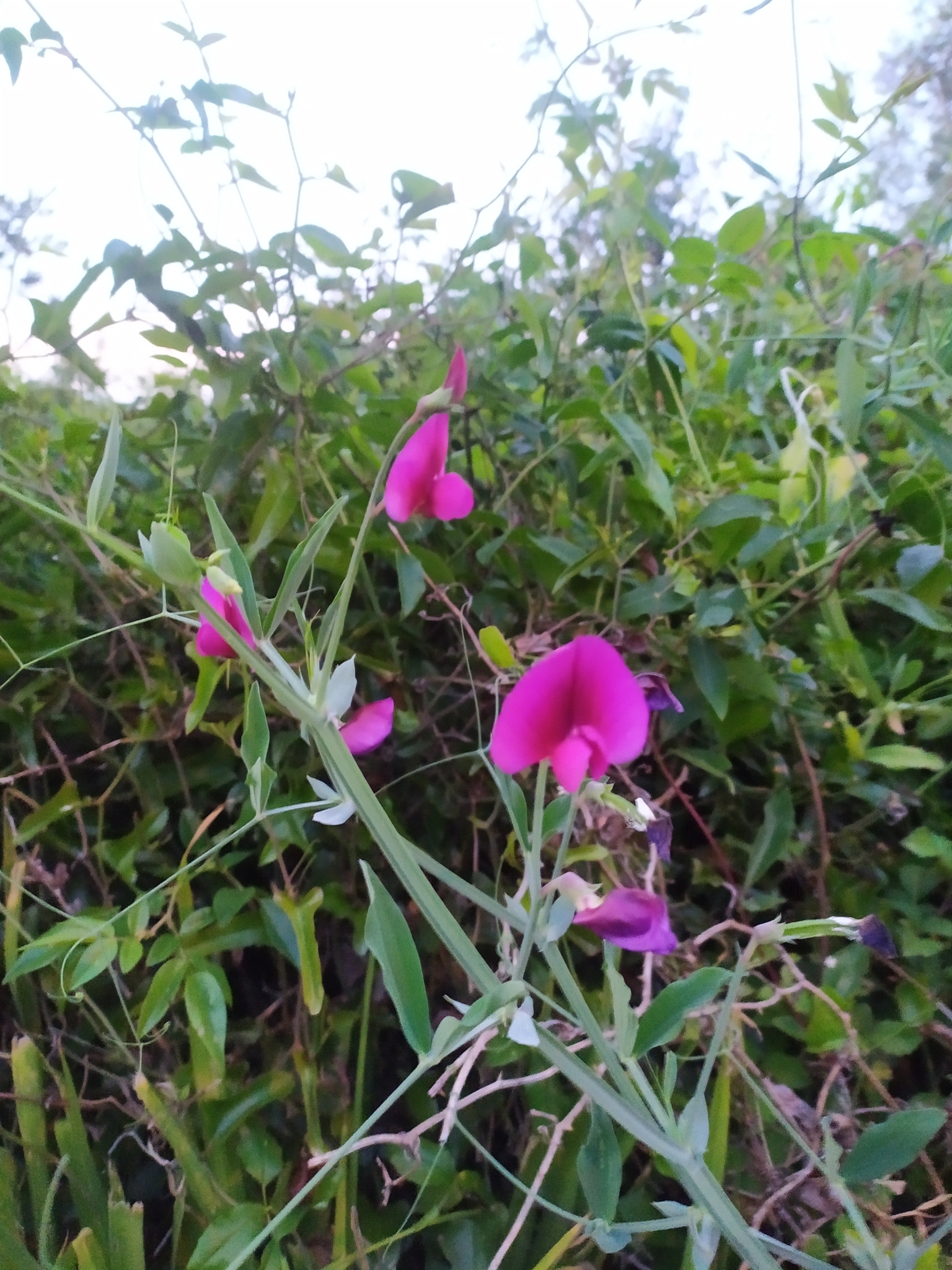 Photo of Tangier Pea (12/12)