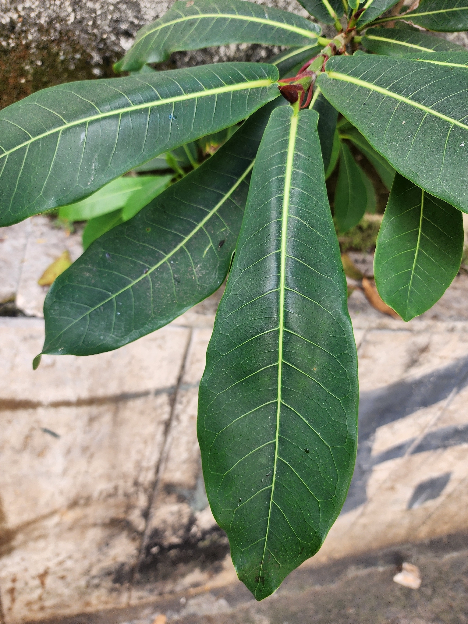 Photo of Ficus obtusifolia (7/11)