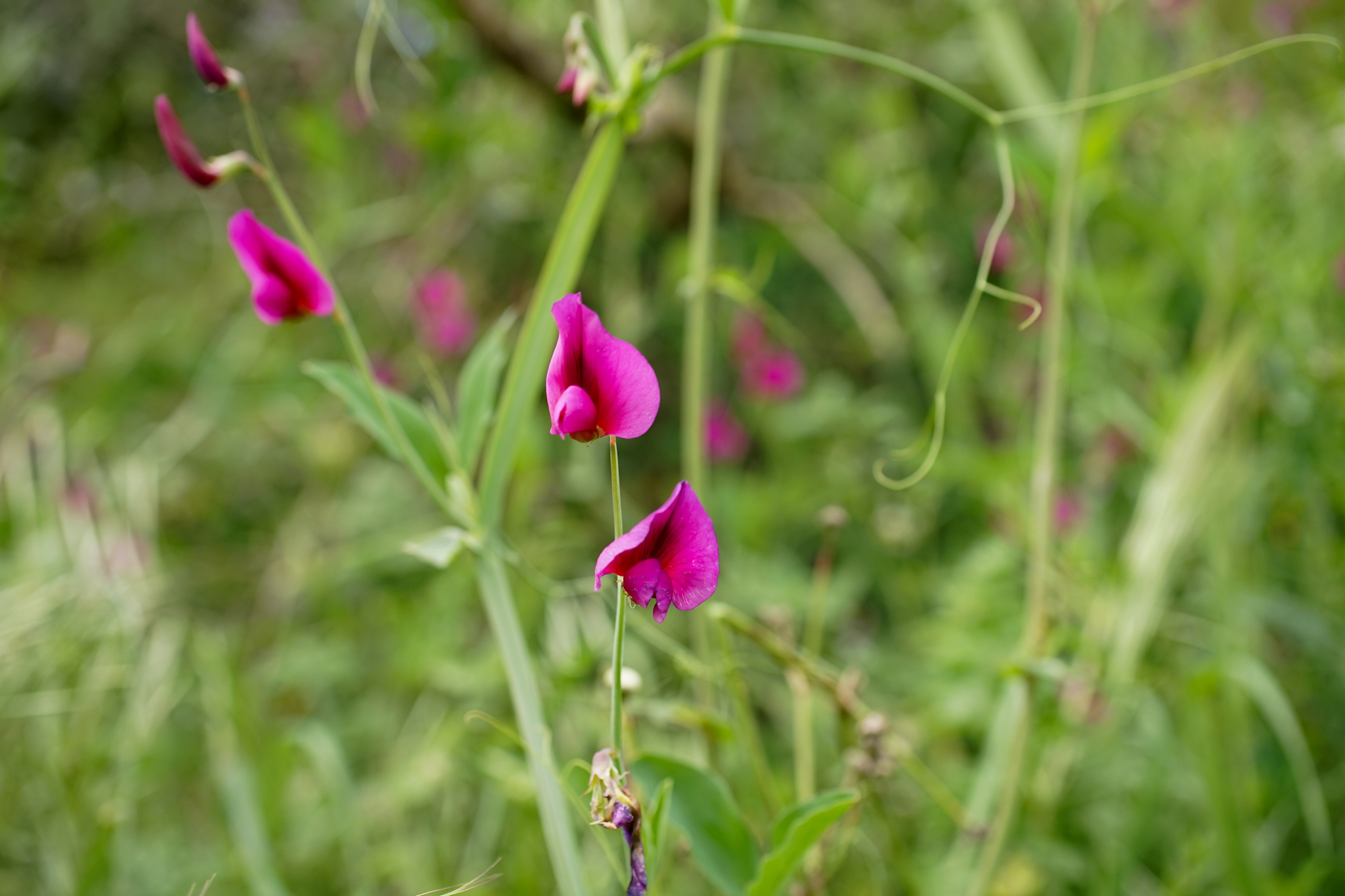 Photo of Tangier Pea (1/11)