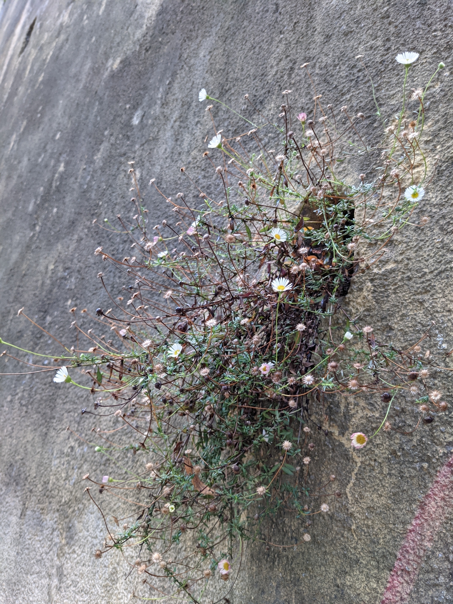 Photo of Mexican Fleabane (1/12)
