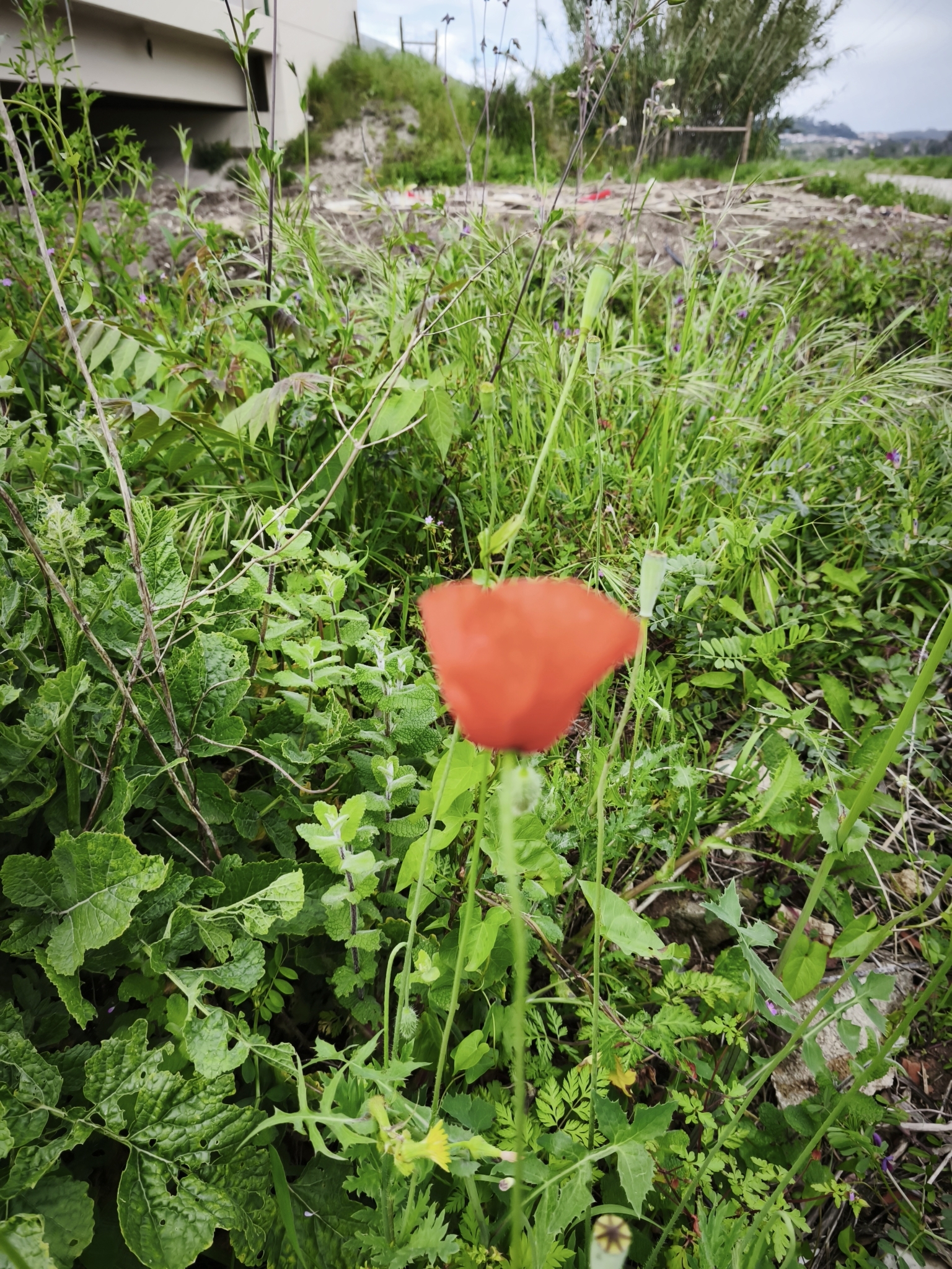 Photo of Long-headed poppy (8/12)