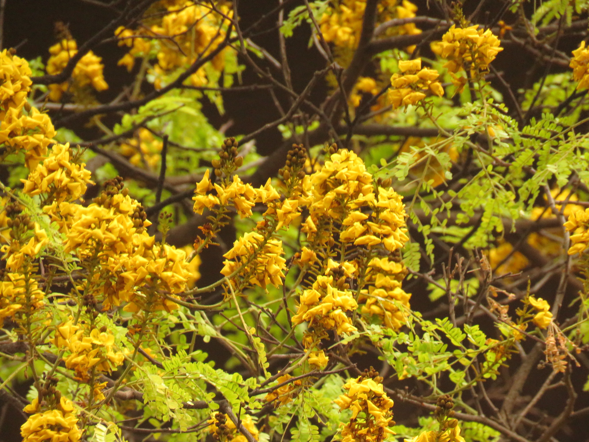 Photo of Yellow Poinciana (6/6)