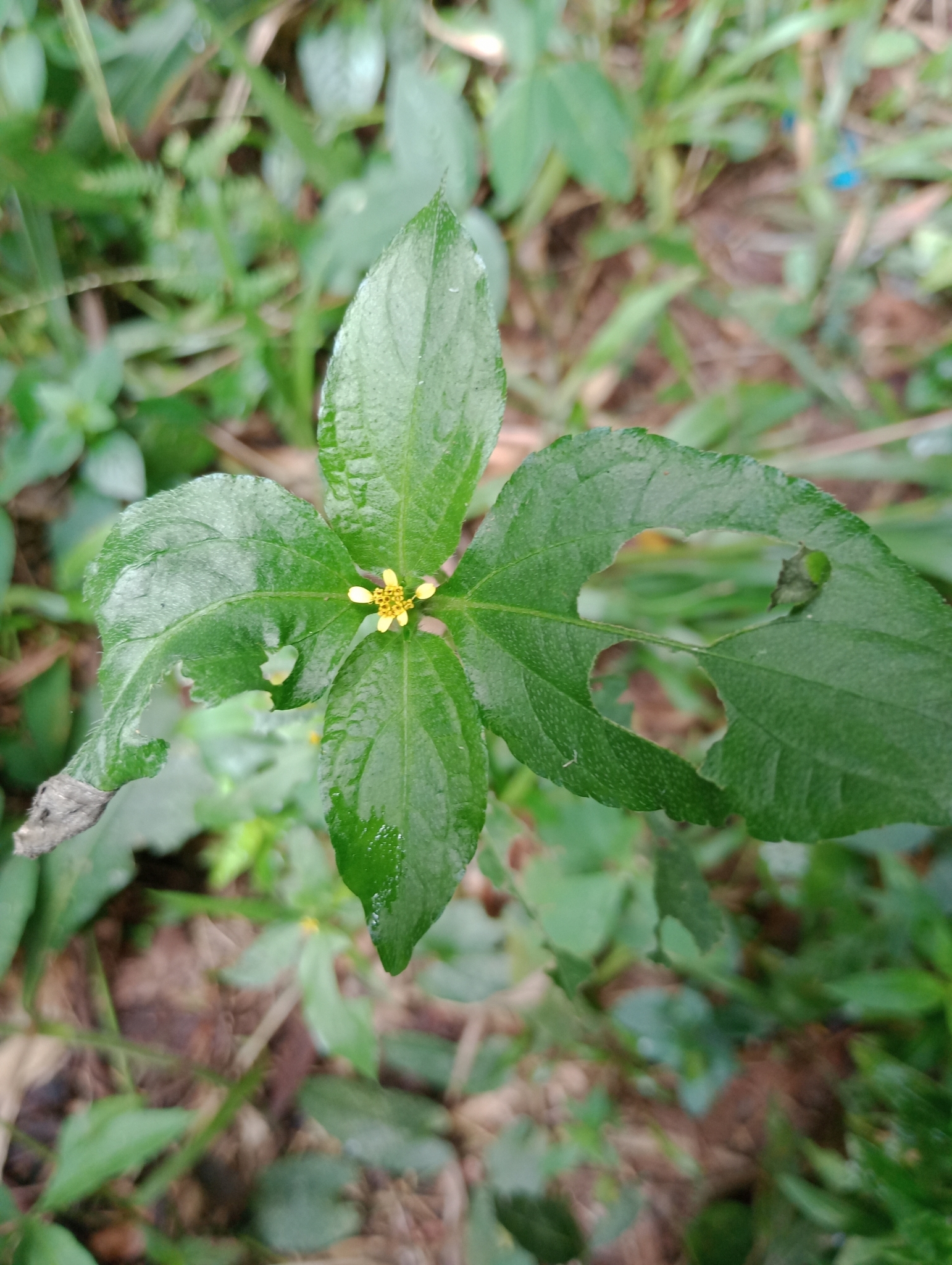 Photo of Nodeweed (11/12)