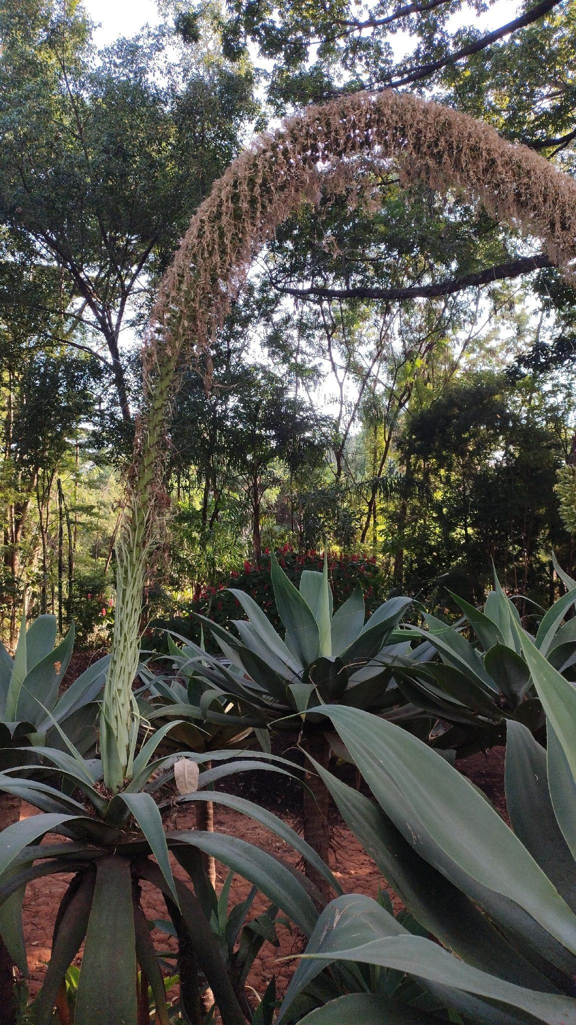 Photo of Swan-neck Agave (2/12)