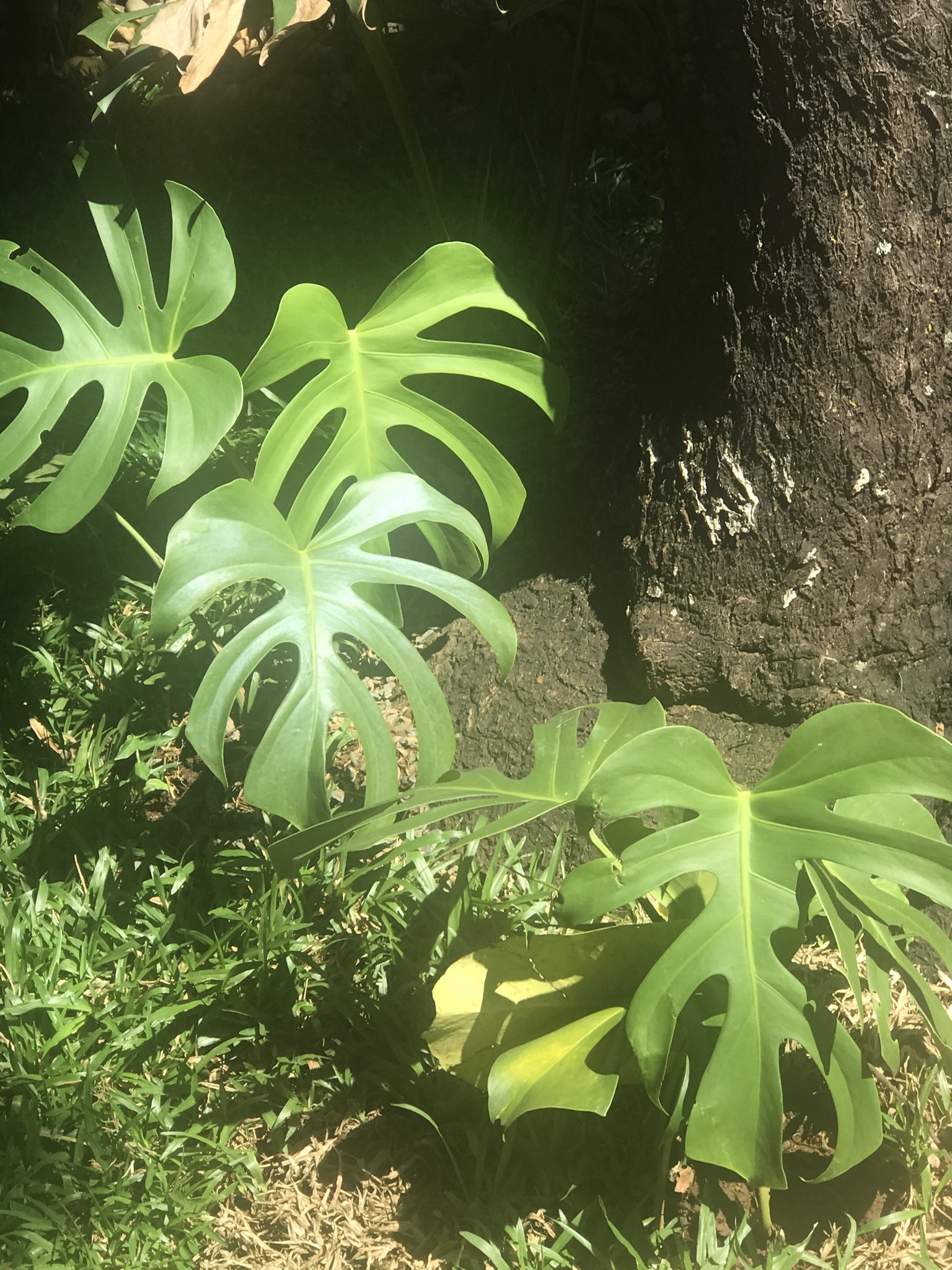 Photo of Swiss Cheese Plant (12/12)