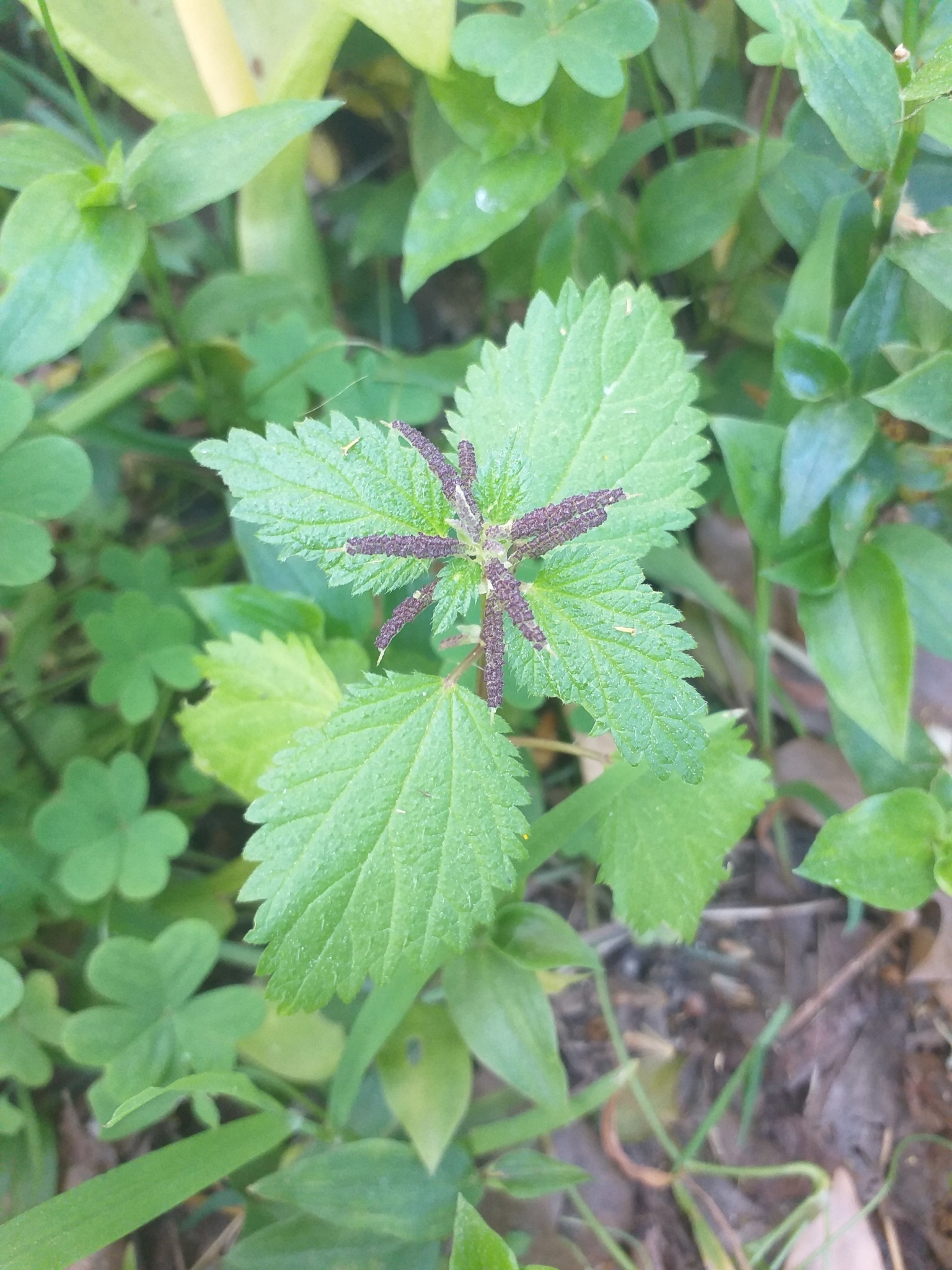 Photo of Mediterranean Nettle (3/8)