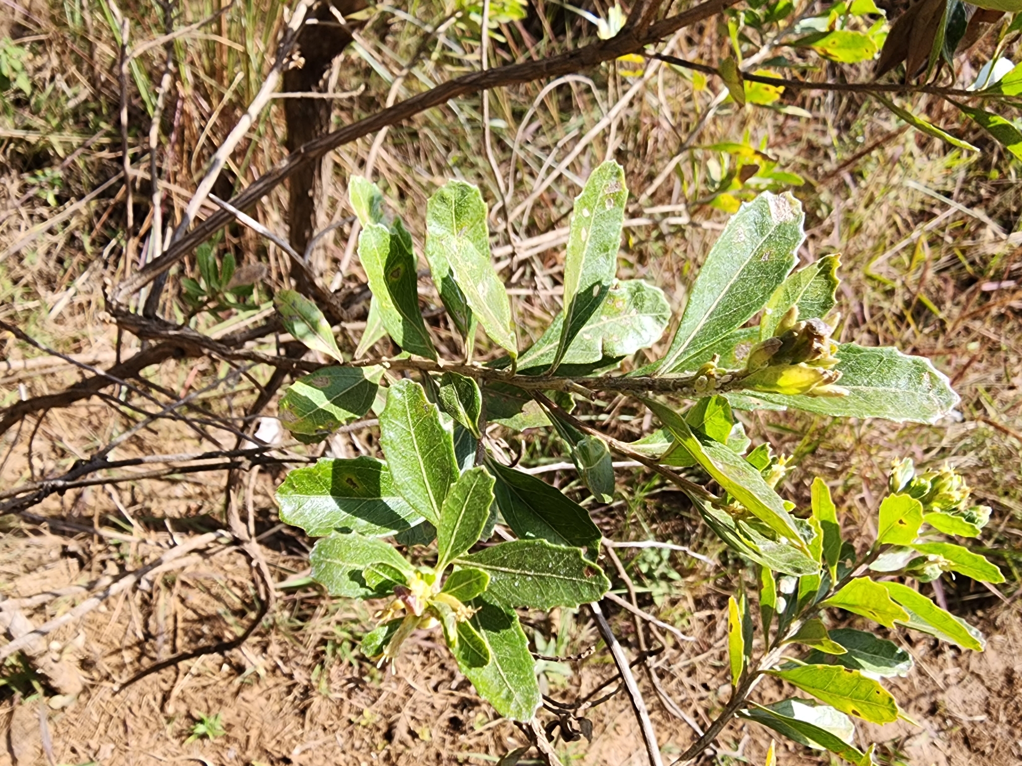 Photo of Baccharis dracunculifolia (12/12)
