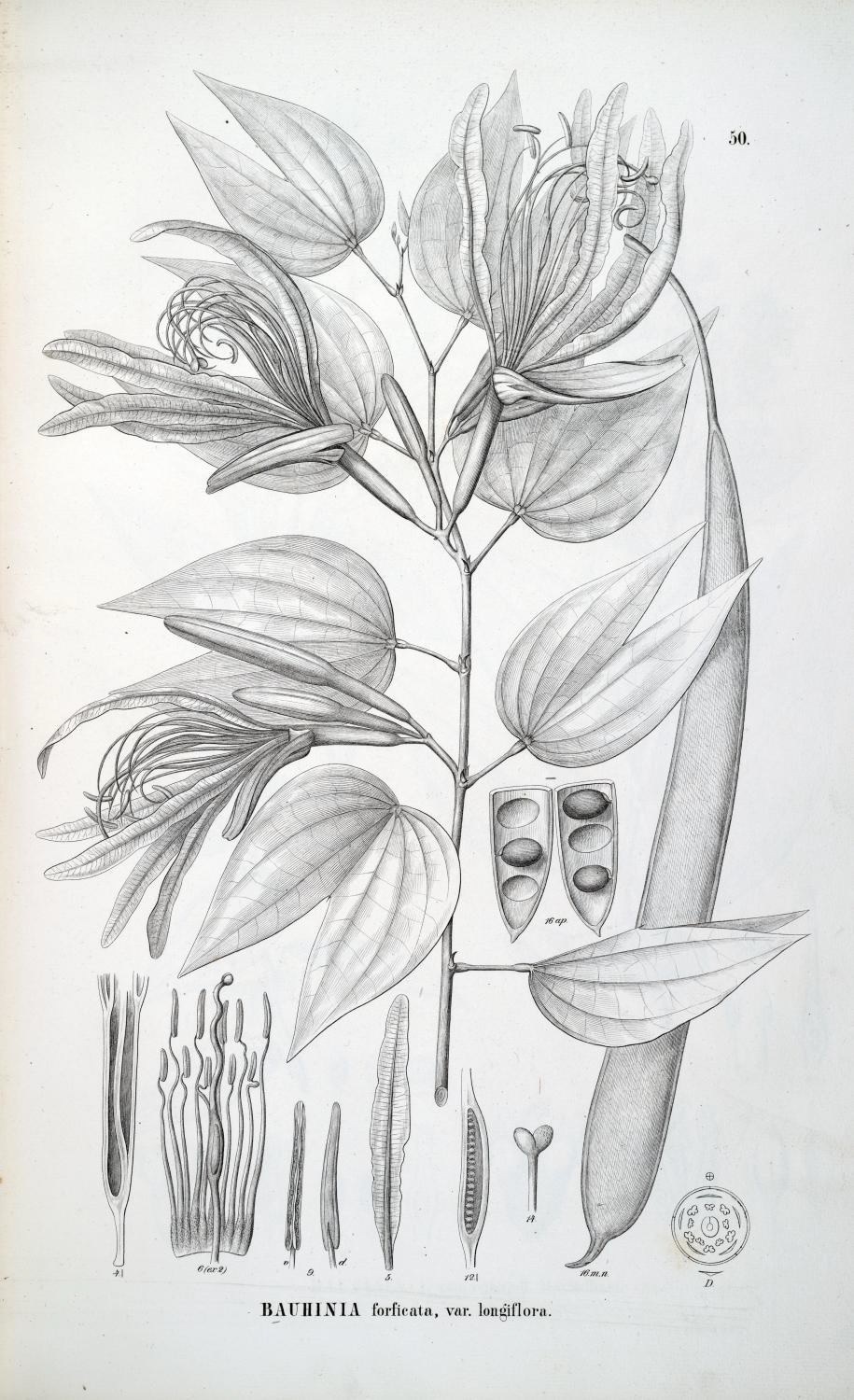Photo of Brazilian orchid tree (10/12)