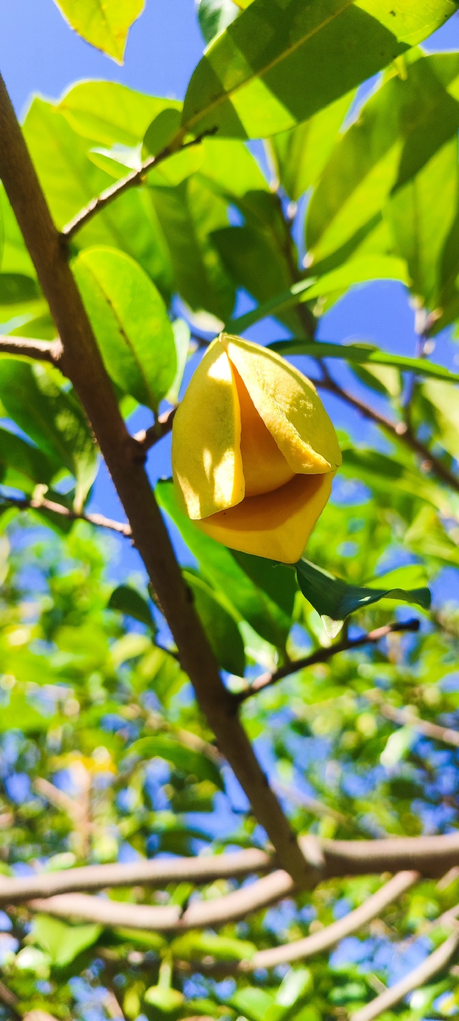 Photo of Soursop (8/11)