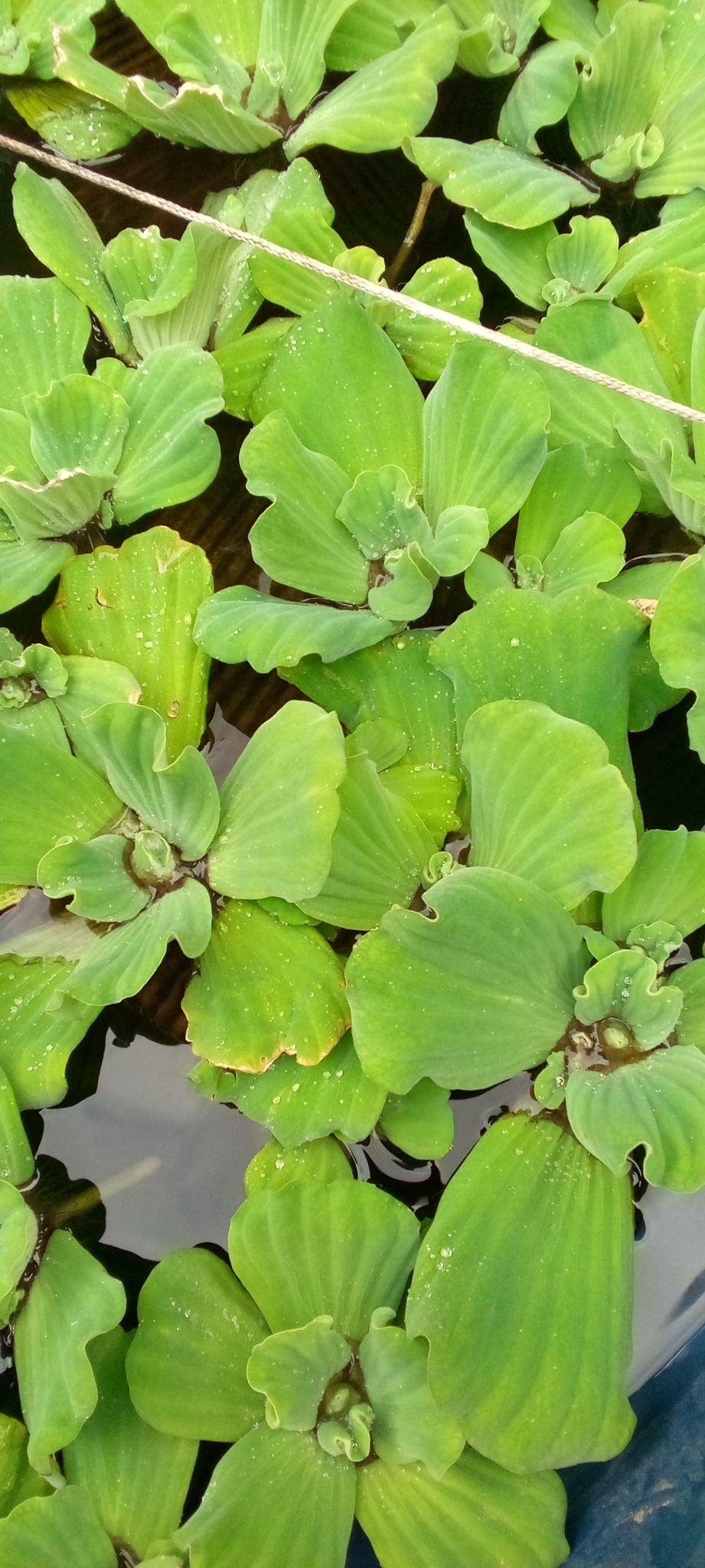 Photo of Water Lettuce (5/7)