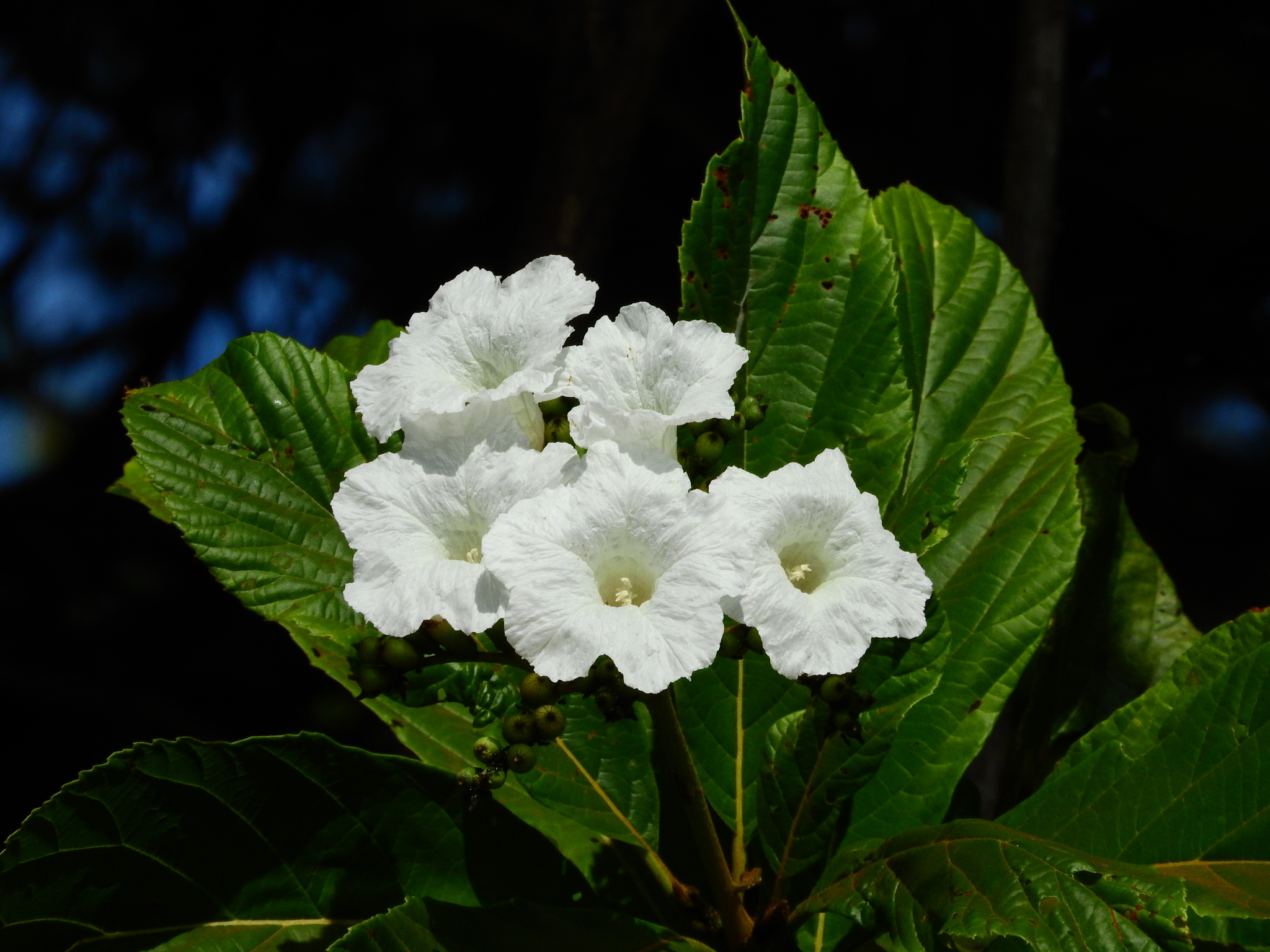Photo of Cordia superba