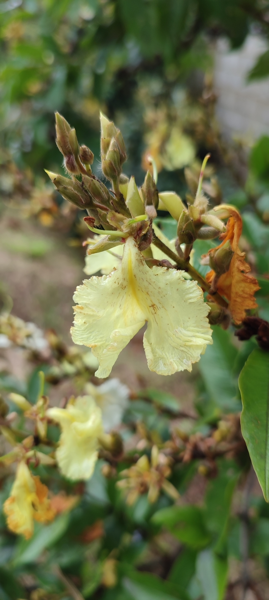 Photo of Qualea multiflora (12/12)