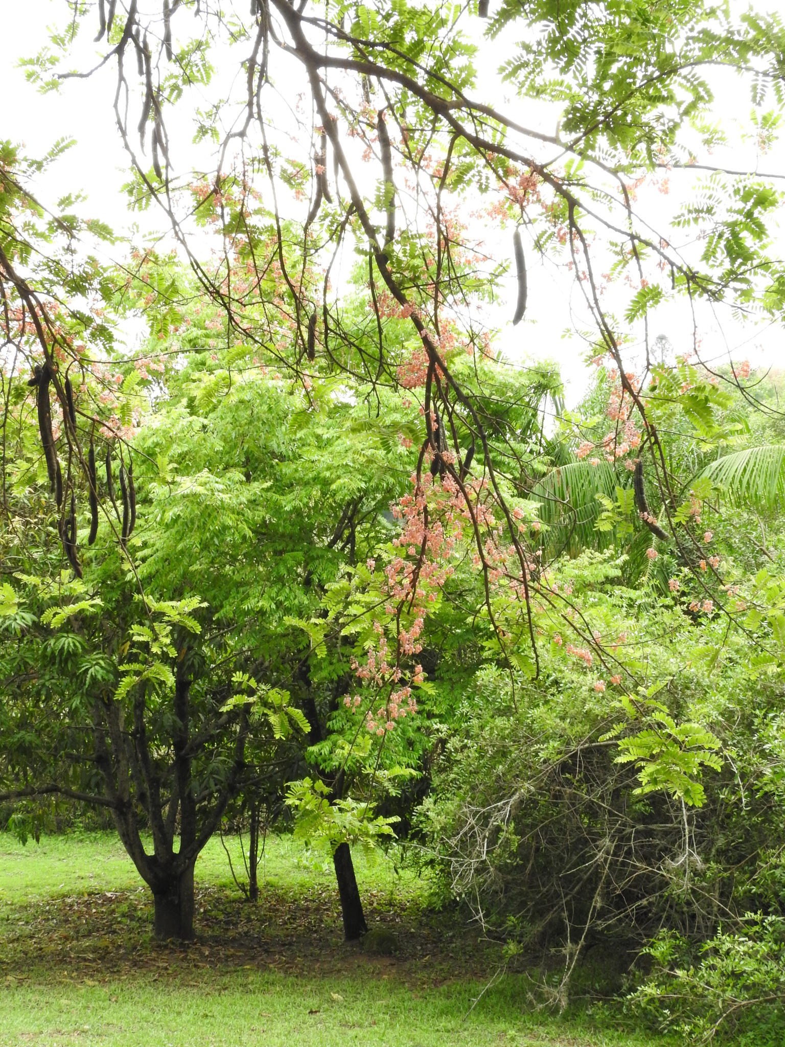 Photo of Pink Shower Tree (9/12)
