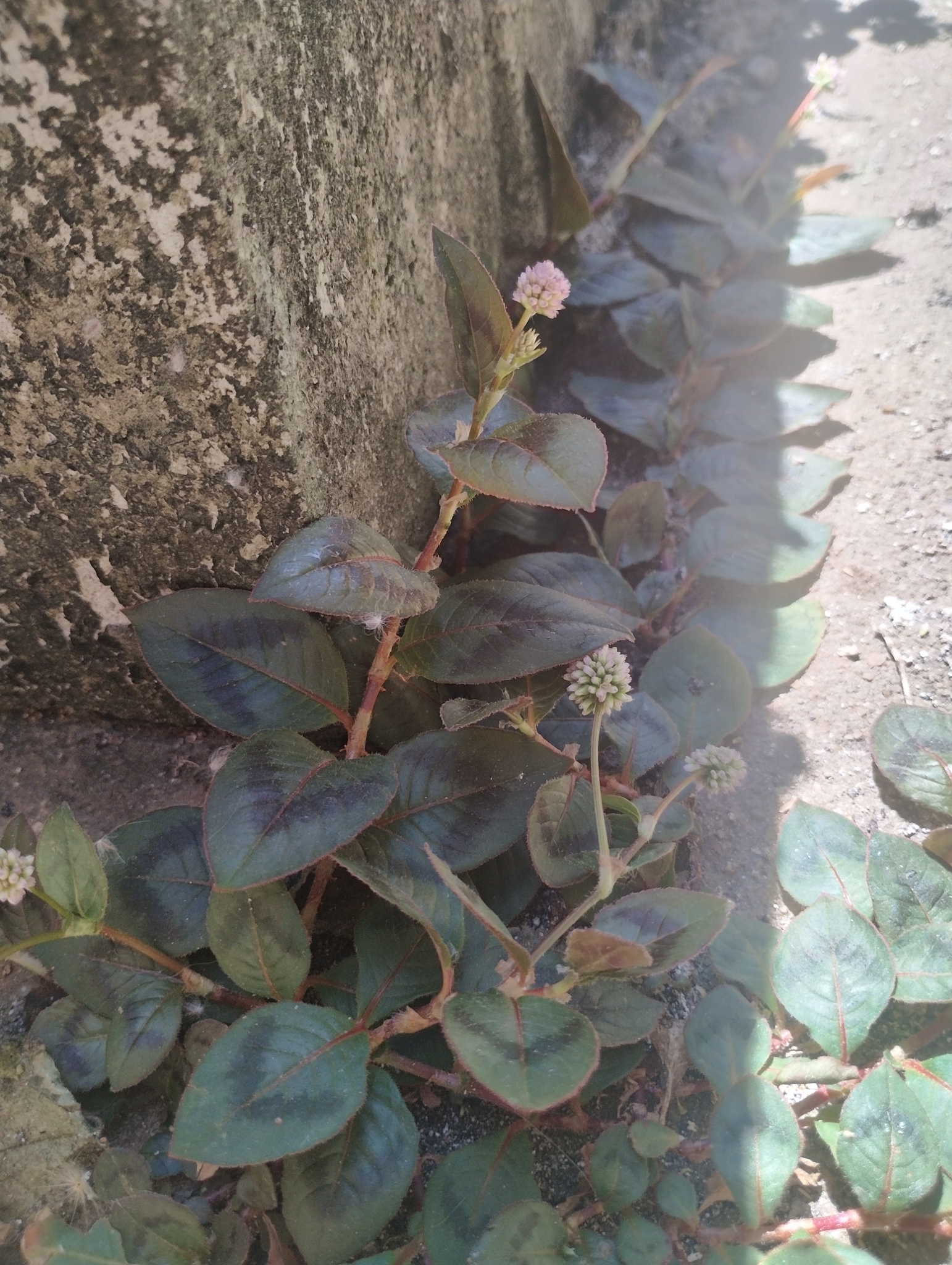 Photo of pink knotweed (2/8)