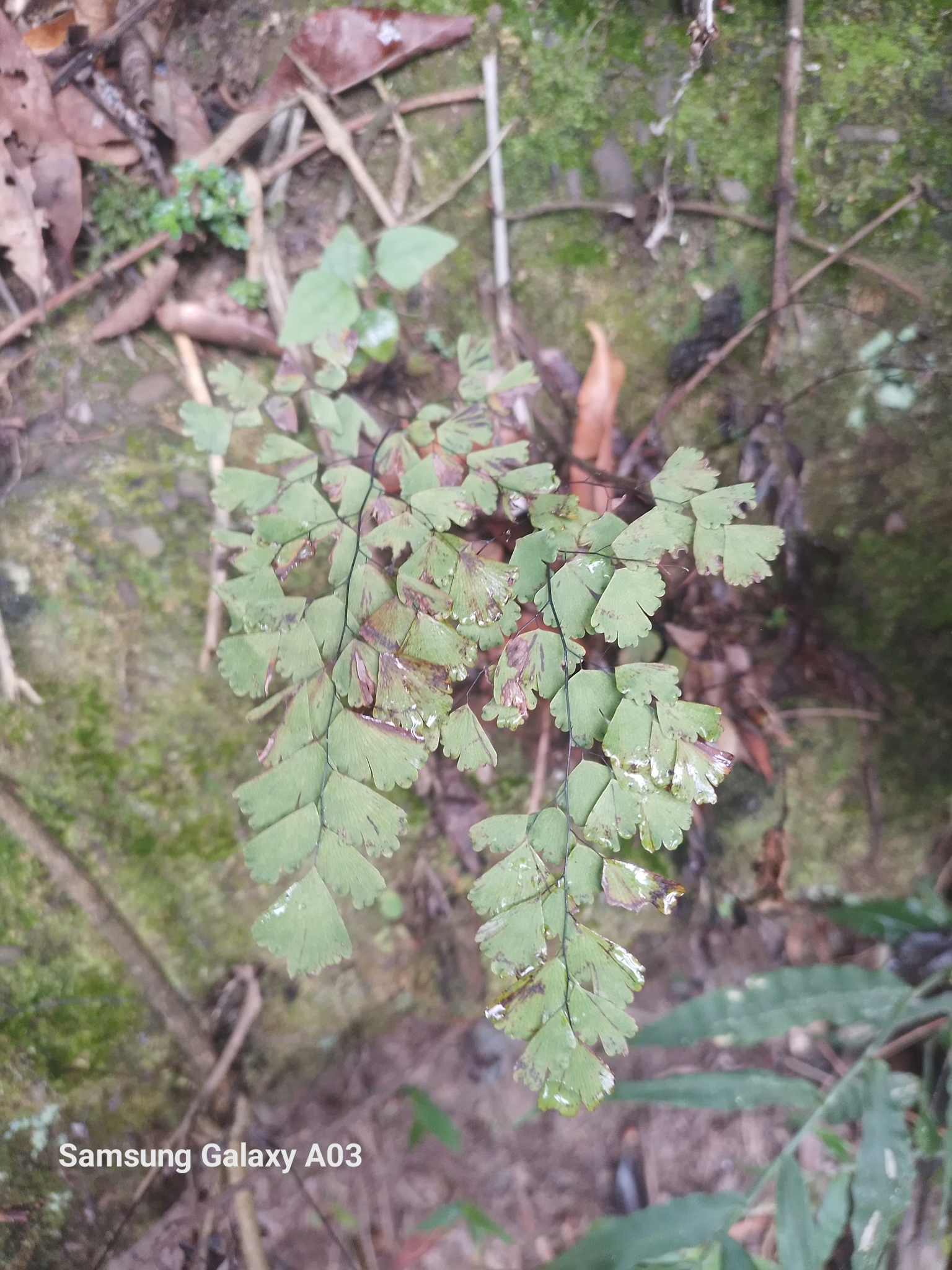 Photo of Plantae (3/8)