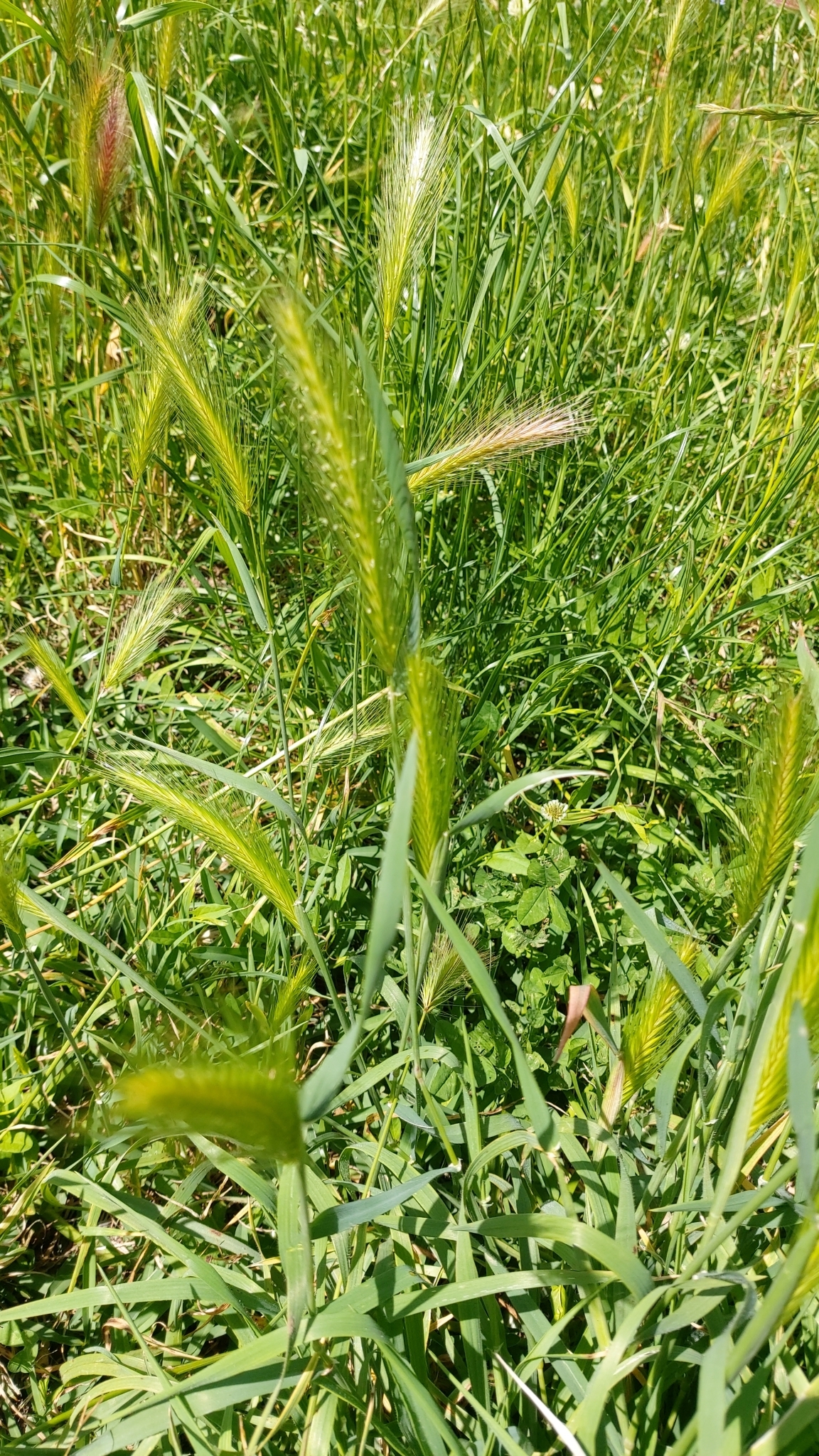 Photo of wall barley (5/12)