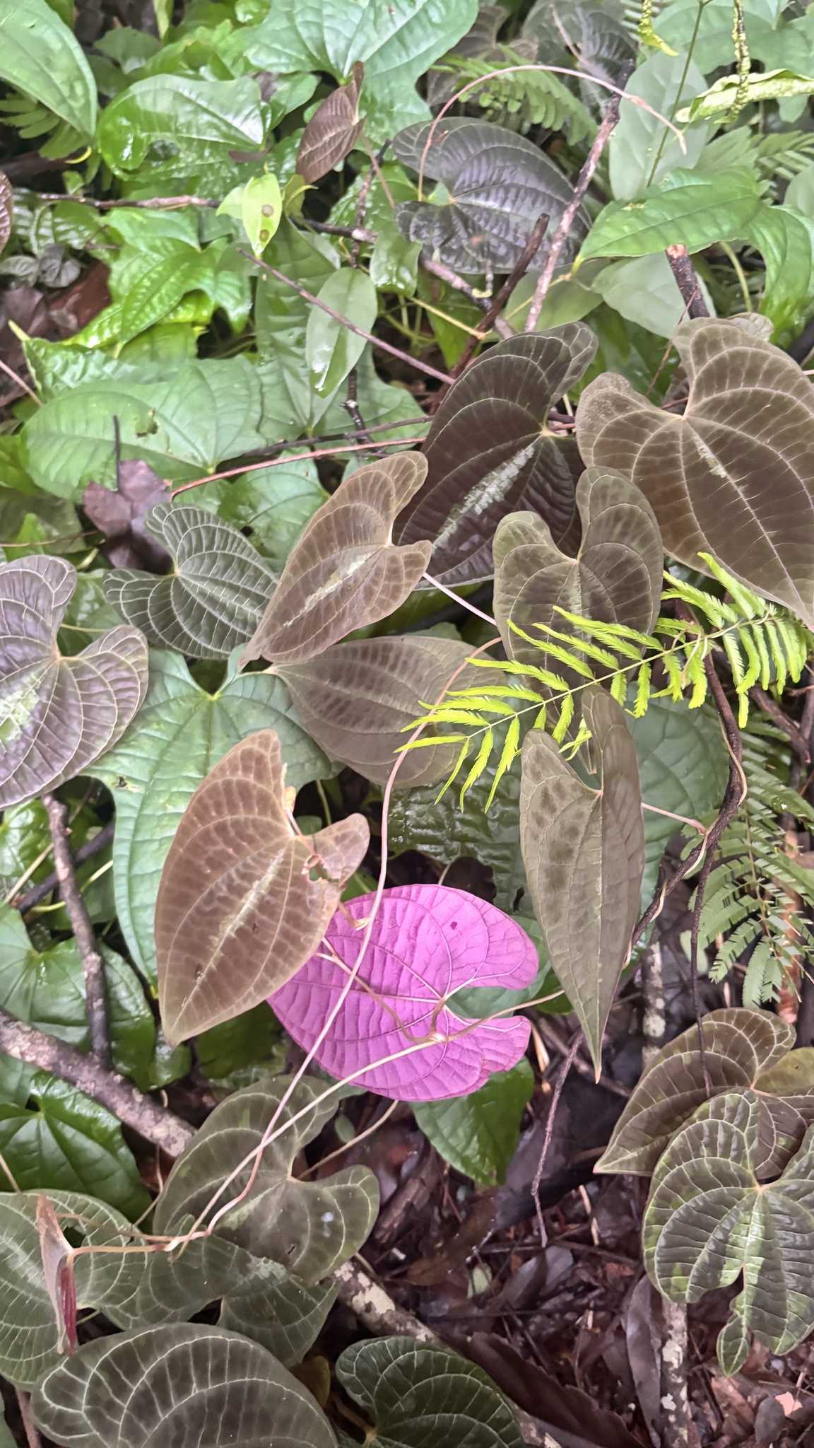 Photo of variegated monkey ball vine (2/8)