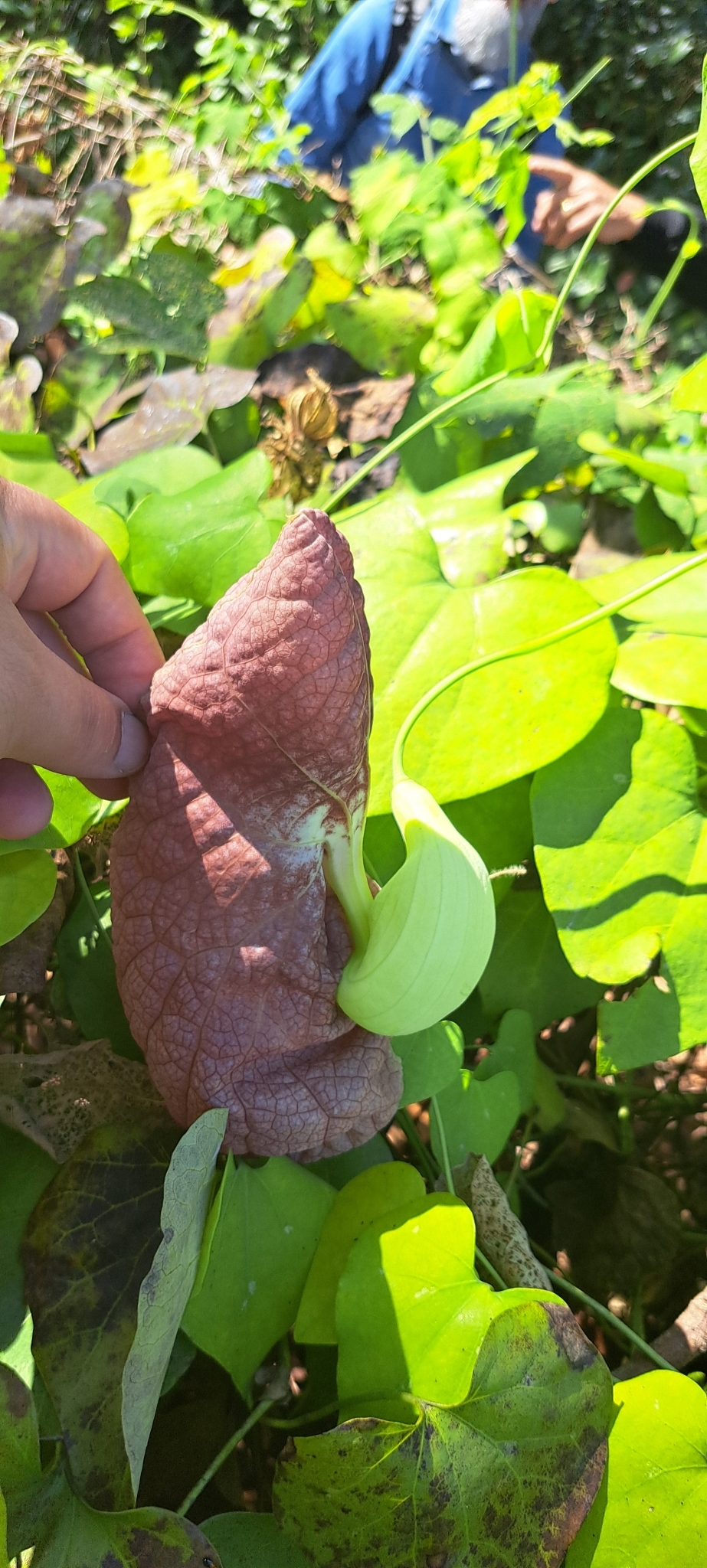 Photo of Brazilian Dutchman's Pipe (6/15)