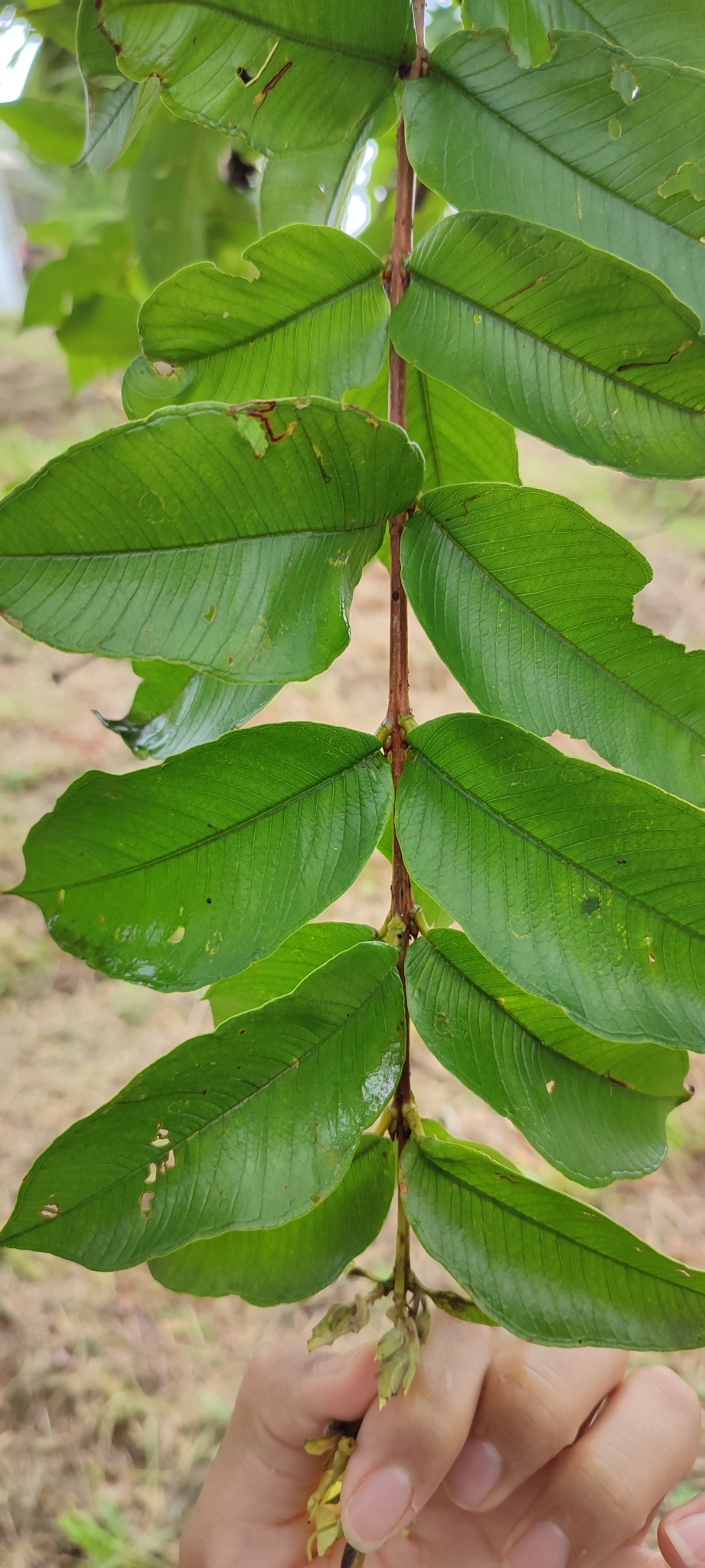 Photo of Qualea multiflora (10/12)