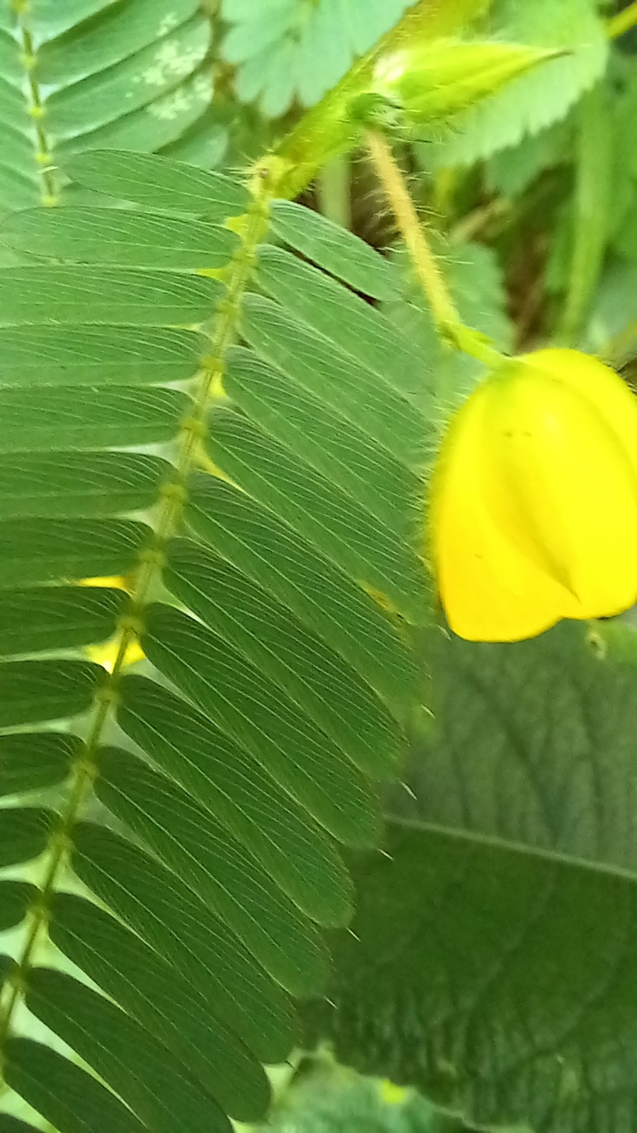 Photo of Magnoliopsida (5/6)
