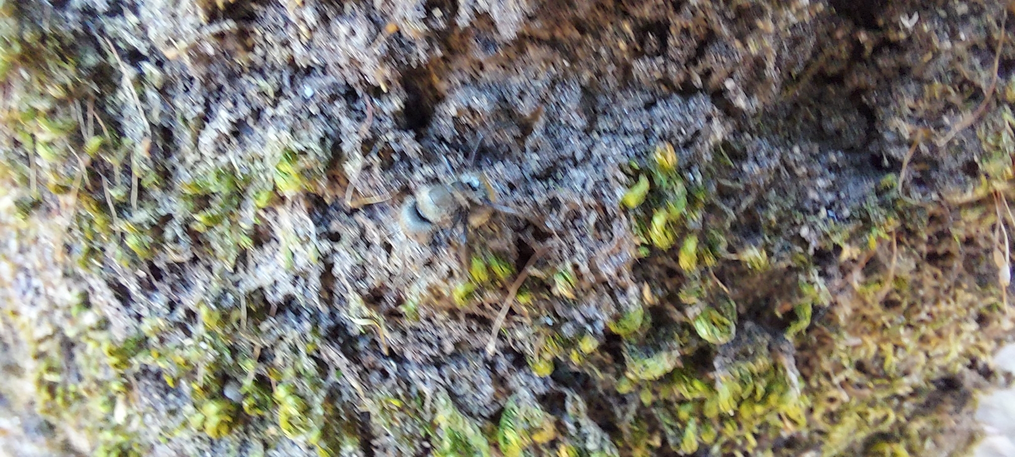 Photo of Bryopsida (7/7)